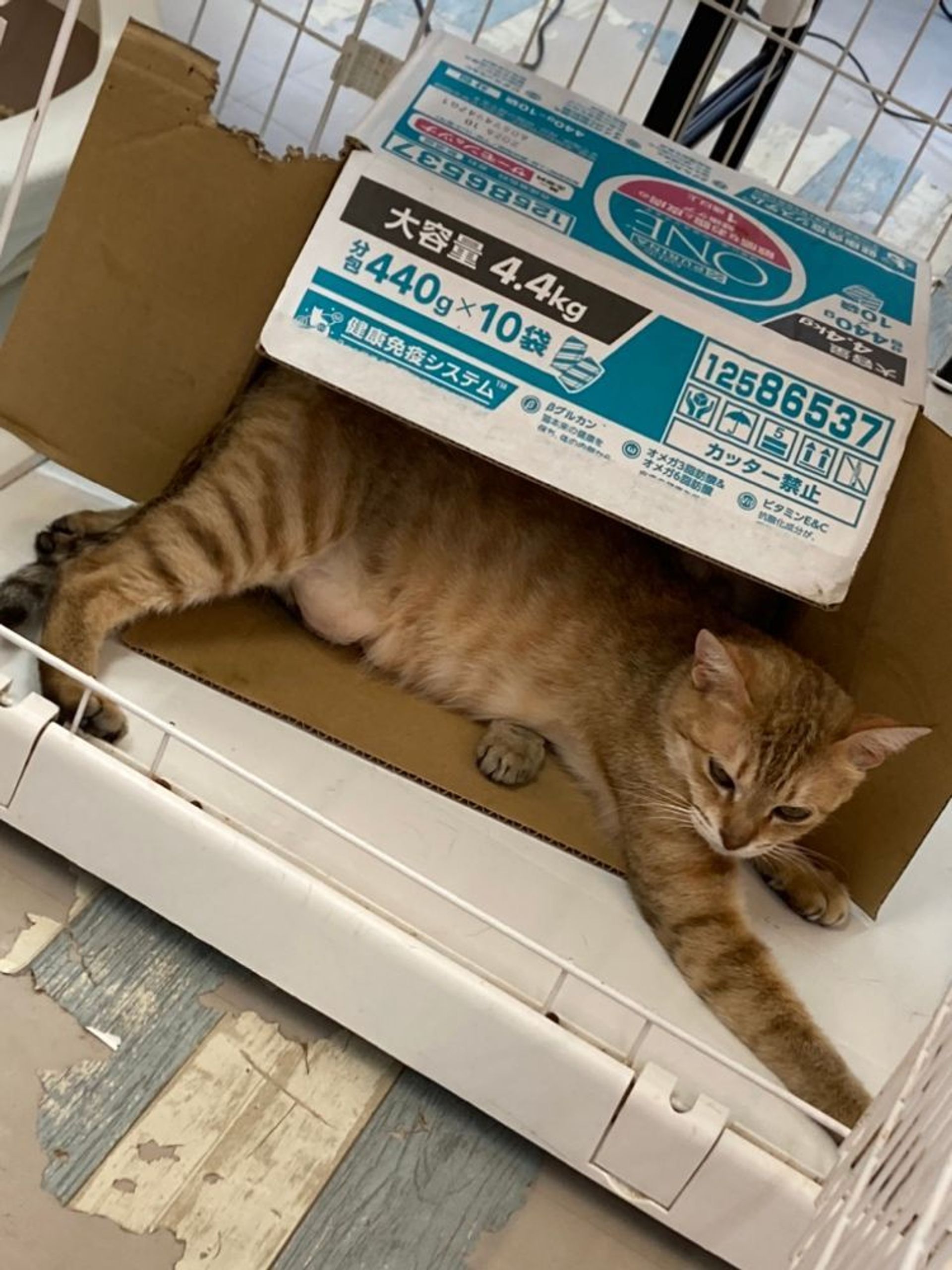雑種（ミックス猫）・メスの里親募集の写真