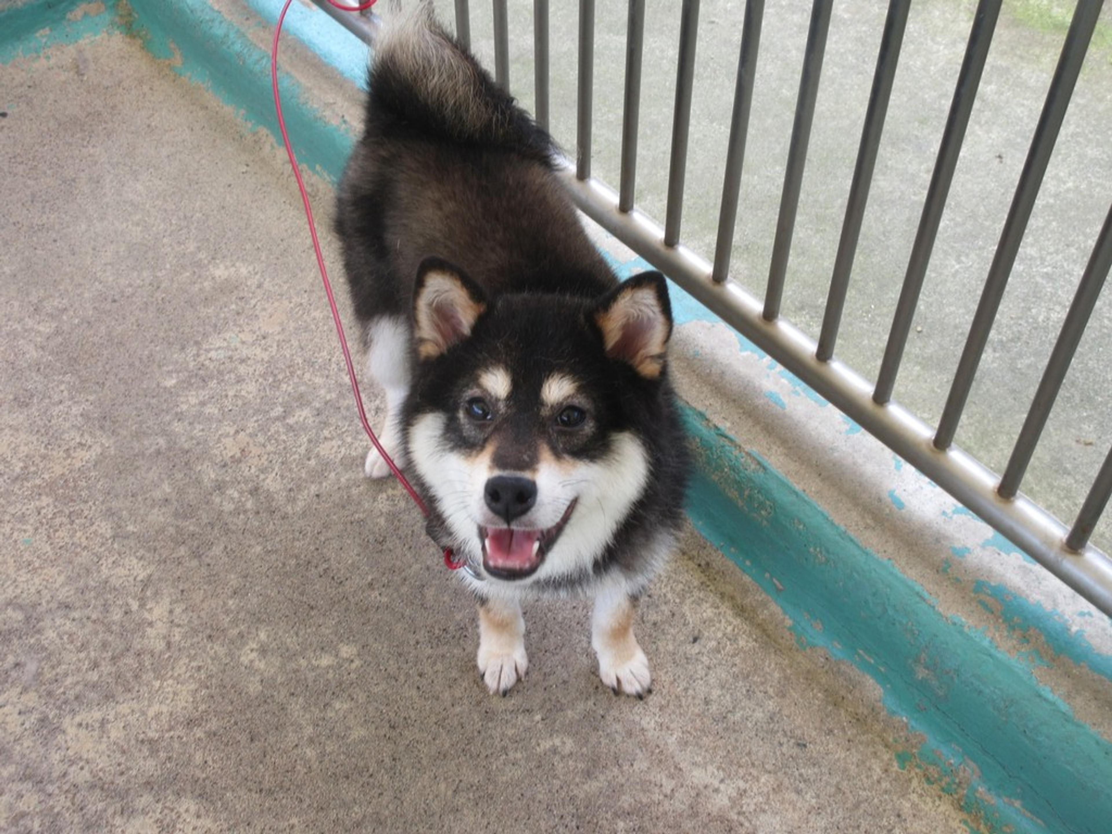 pet-image-2