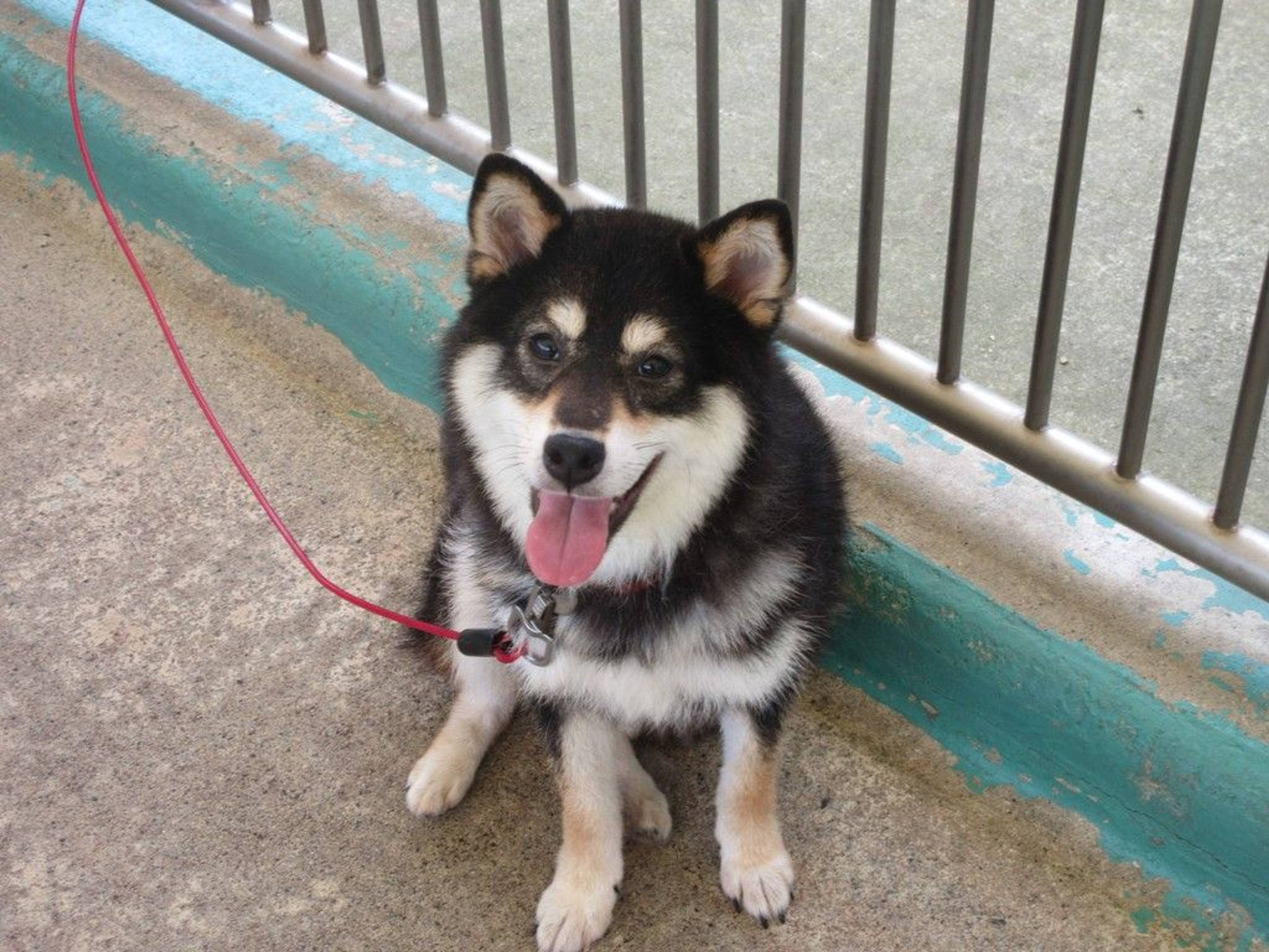 雑種（ミックス犬）・メスの里親募集の写真
