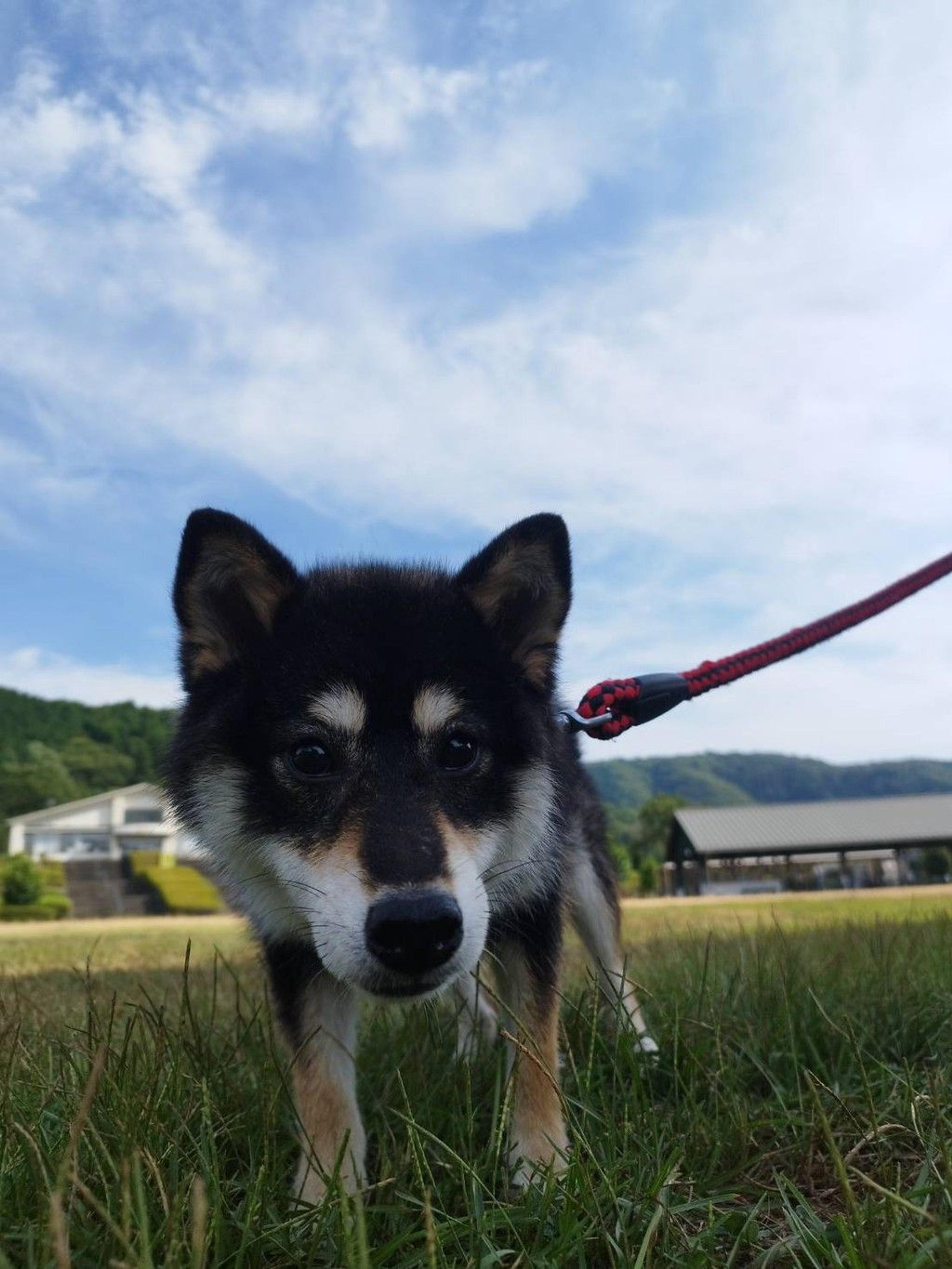pet-image-4