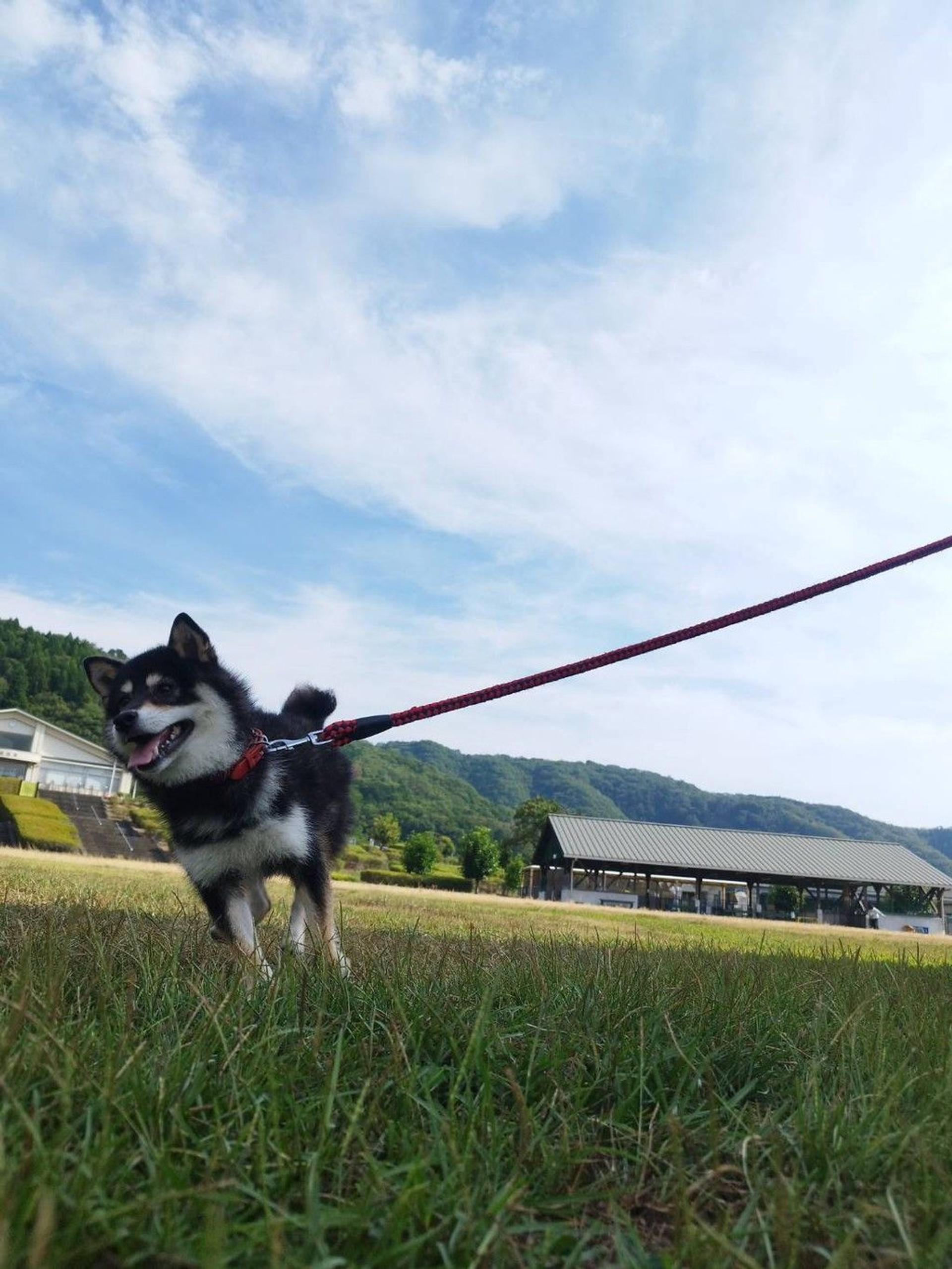 pet-image-3