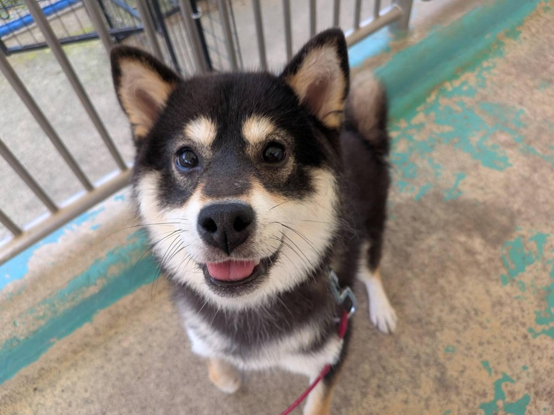pet-image-8