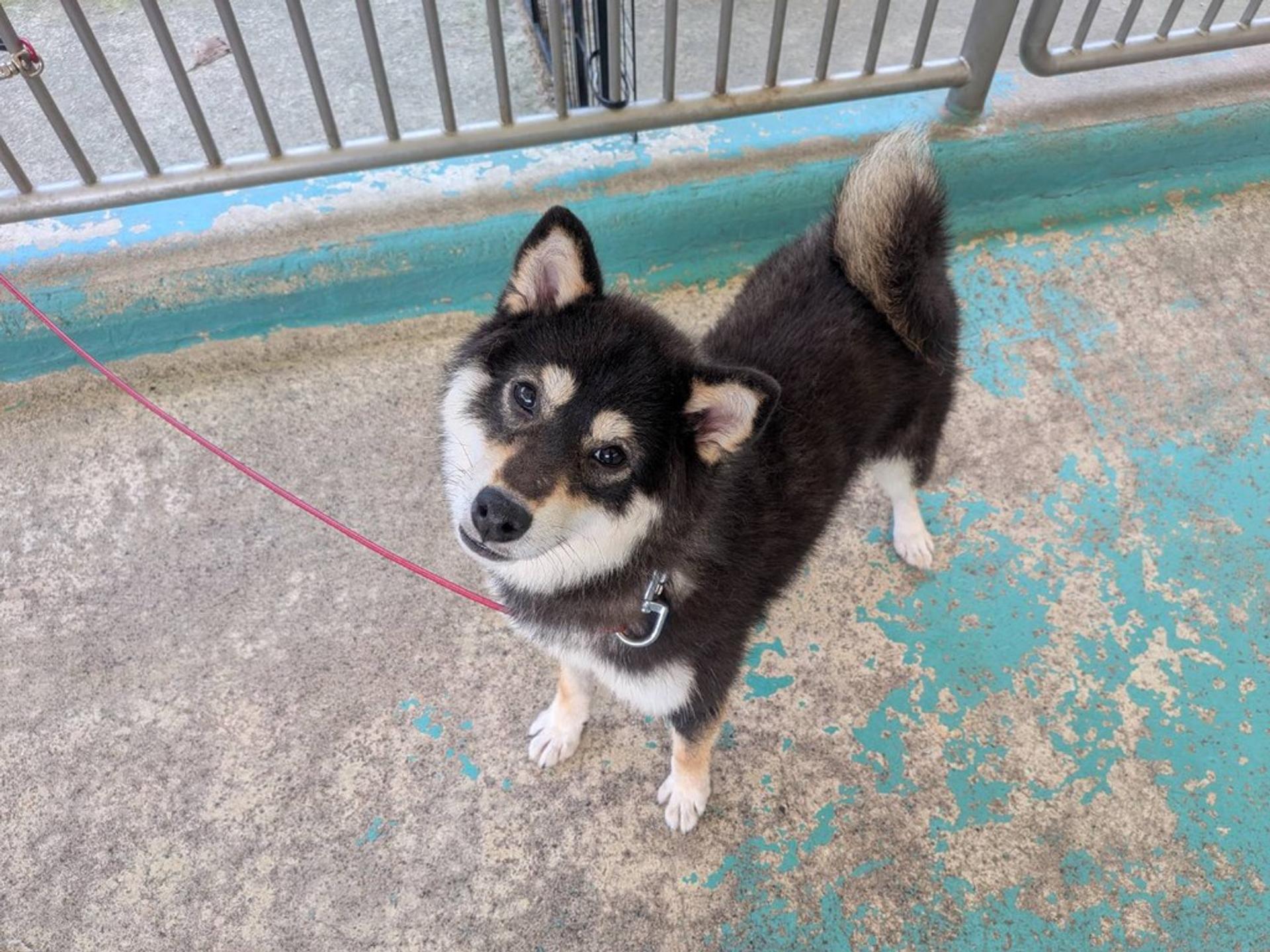 pet-image-9
