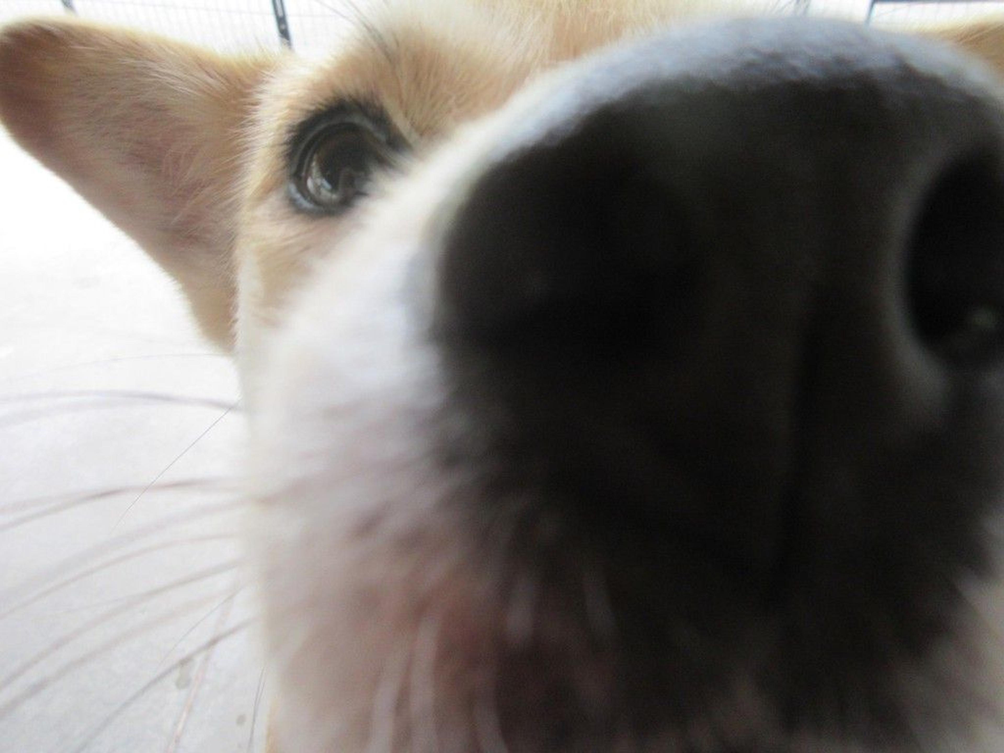 pet-image-3