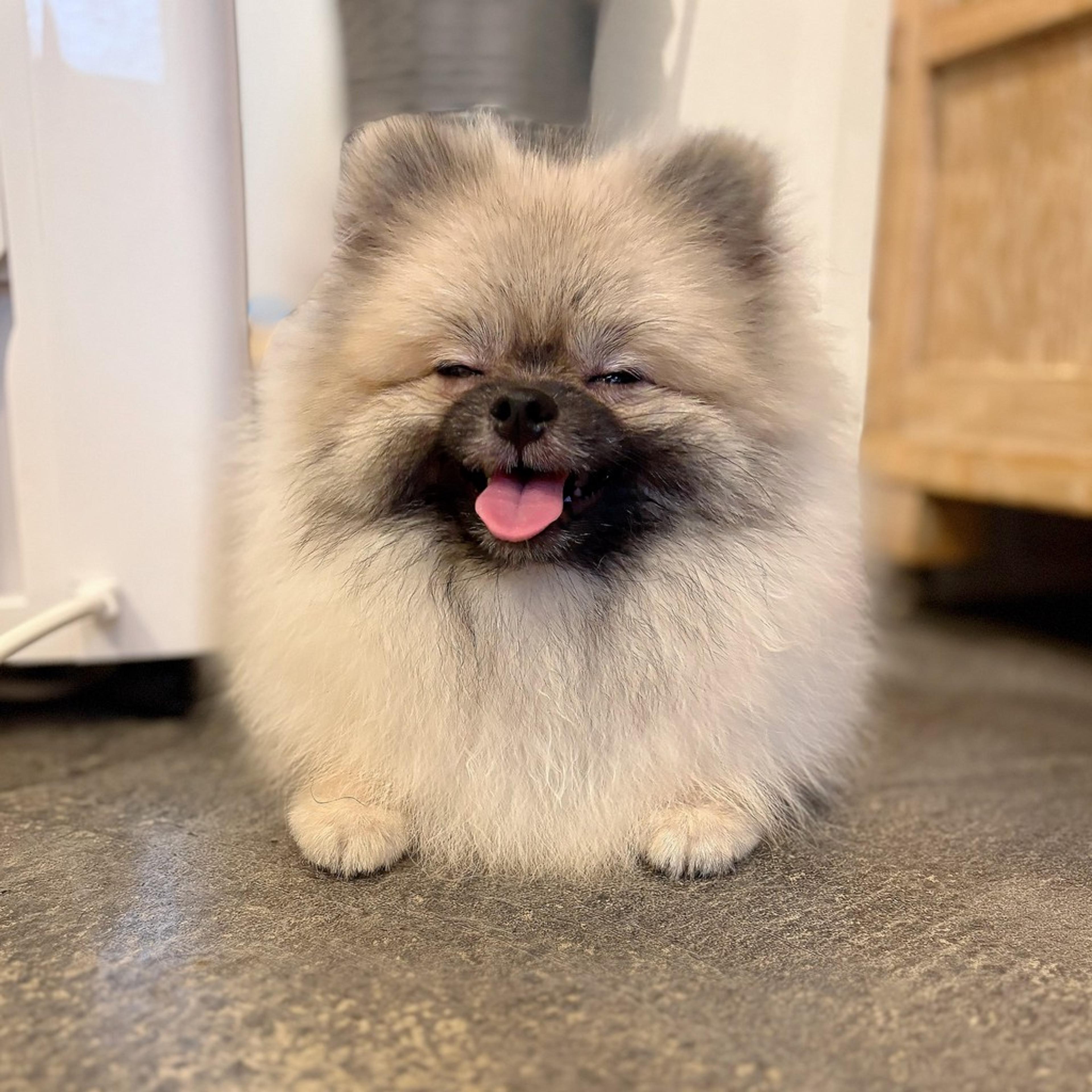 pet-image-2
