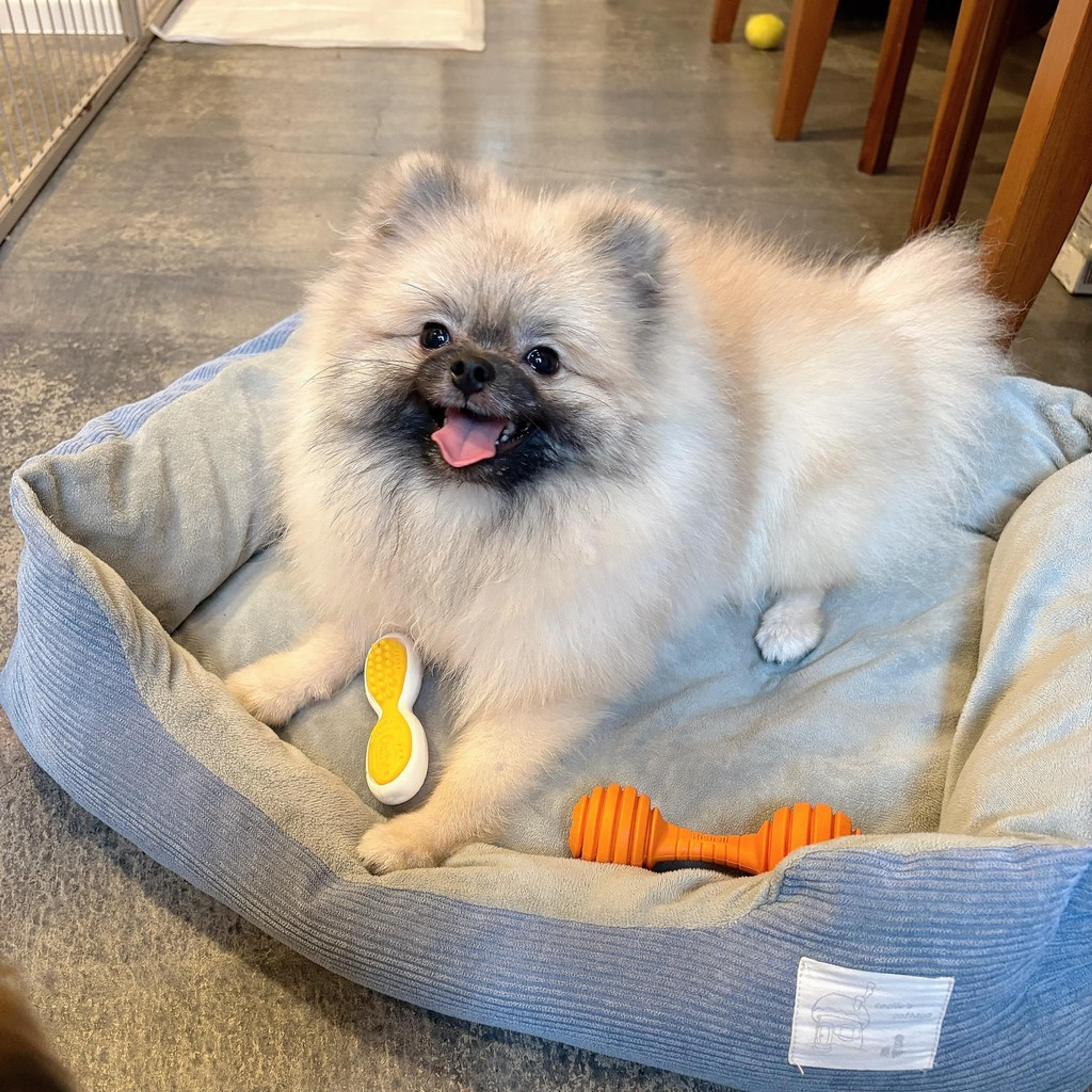 pet-image-4