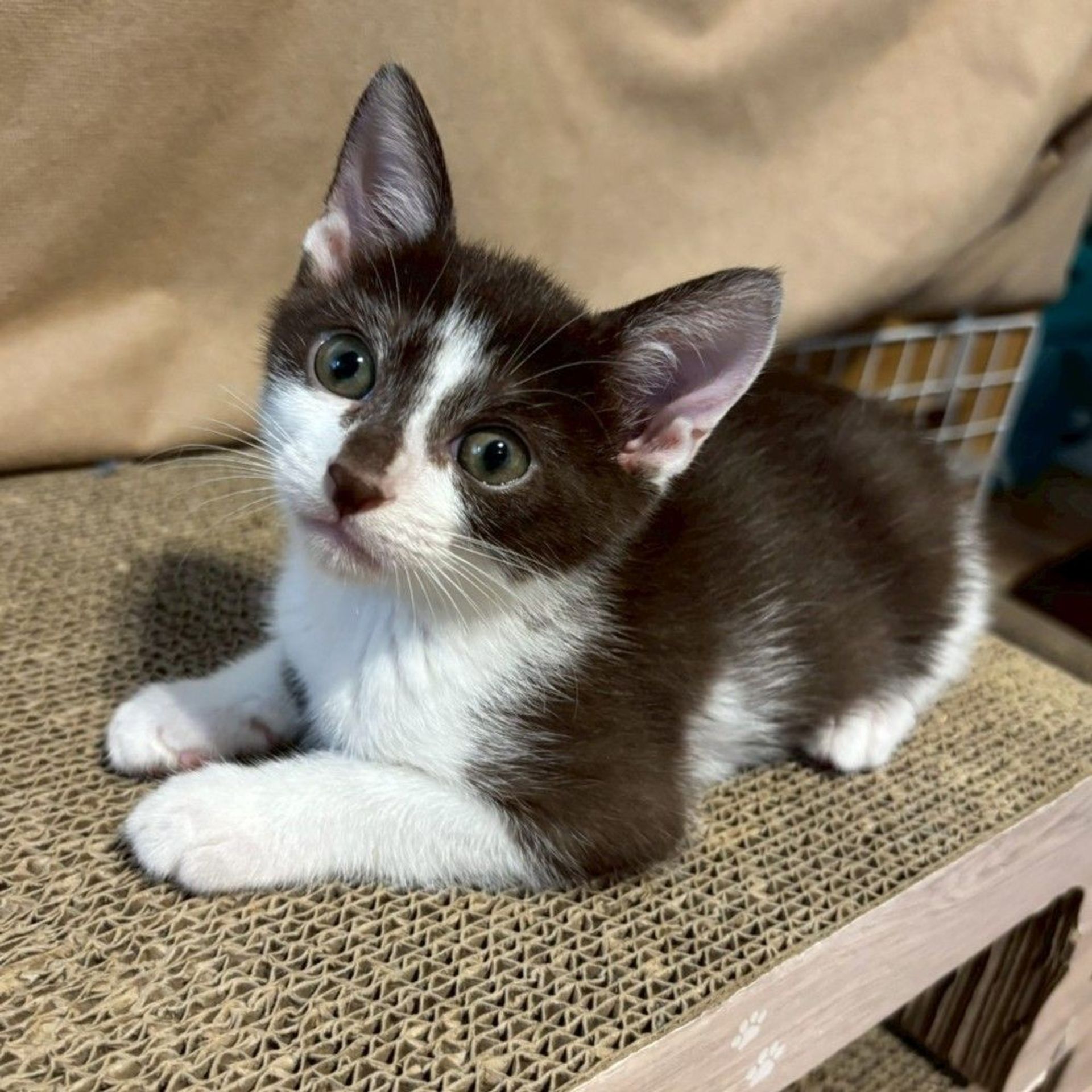 雑種（ミックス猫）・オスの里親募集の写真