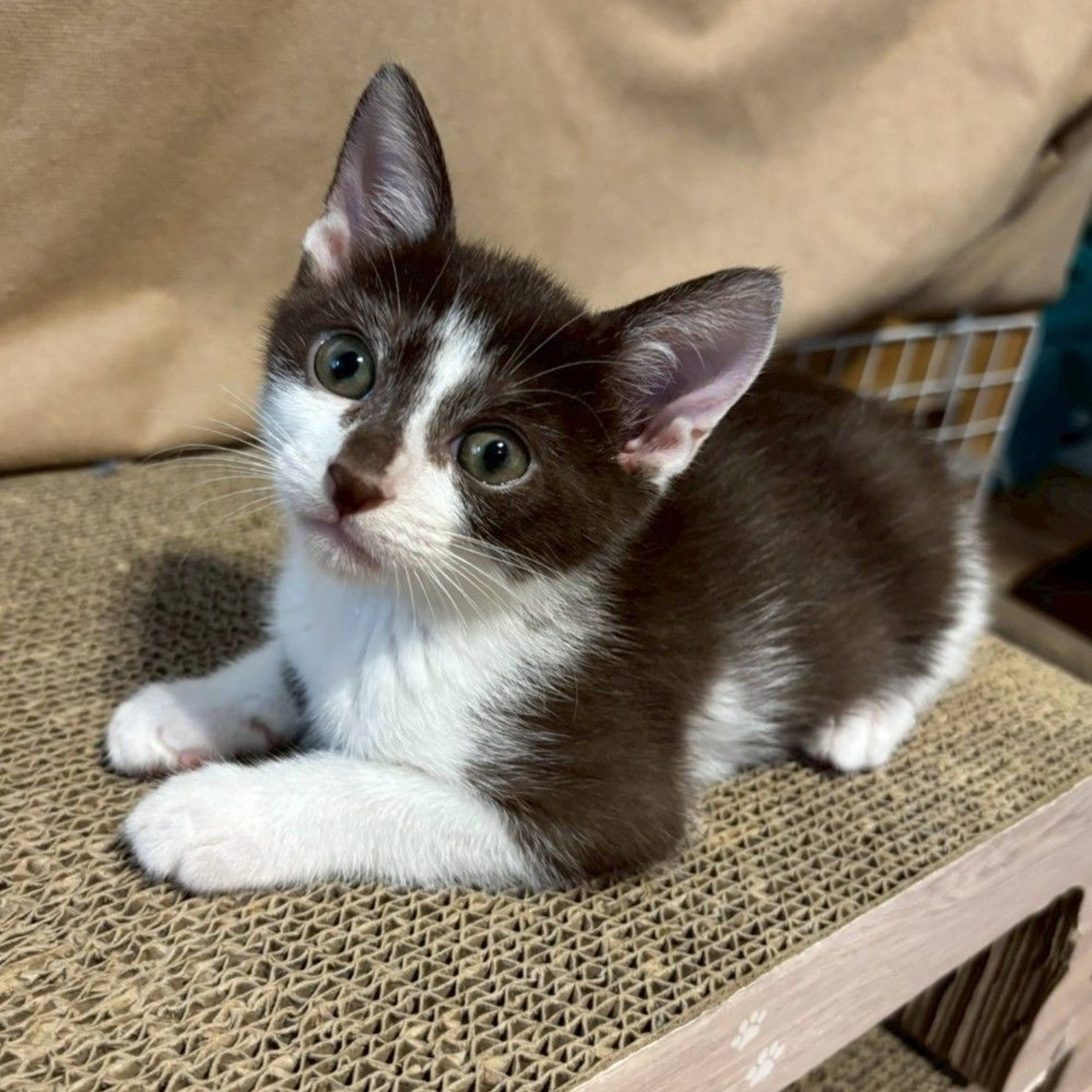 雑種（ミックス猫）・オスの里親募集の写真