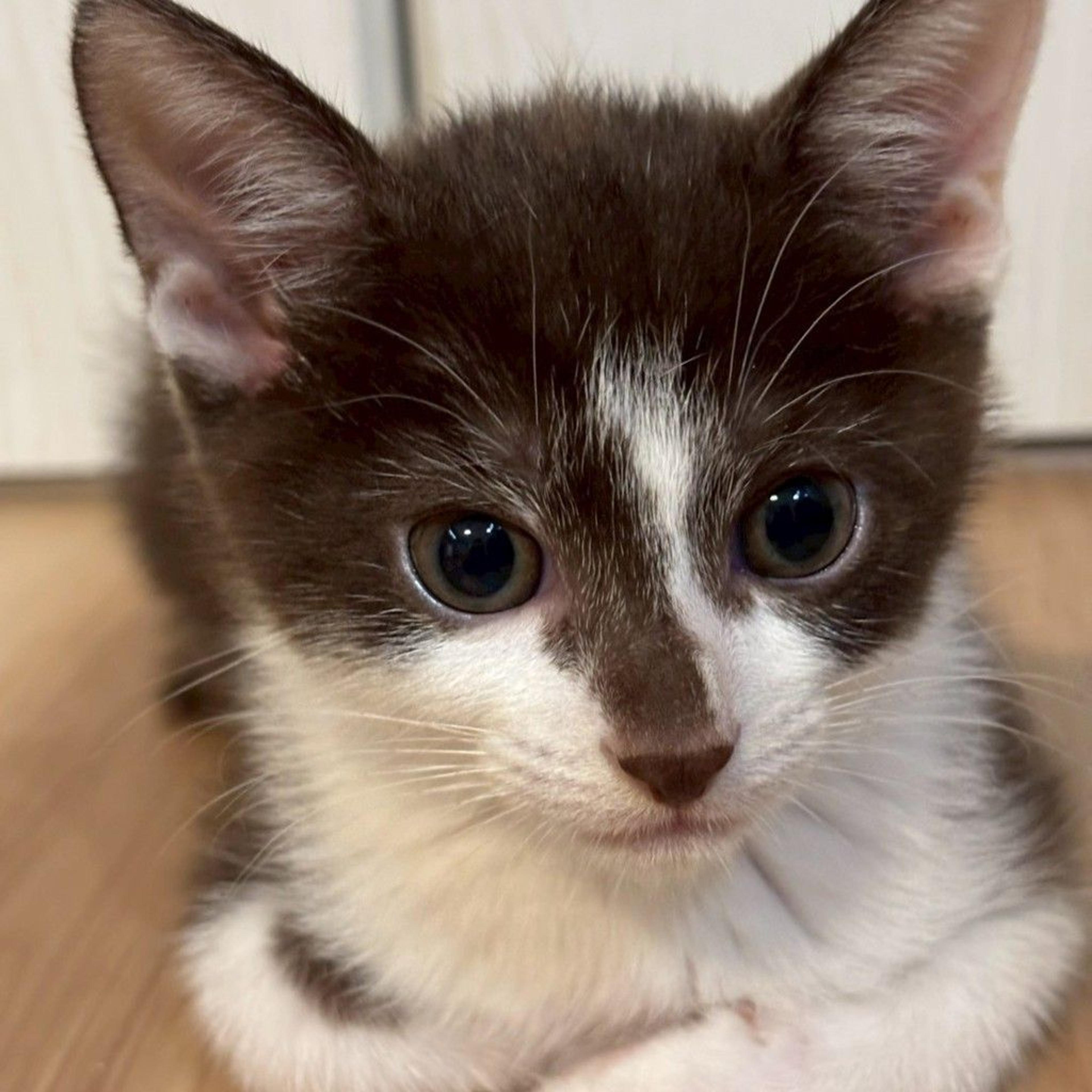 pet-image-3