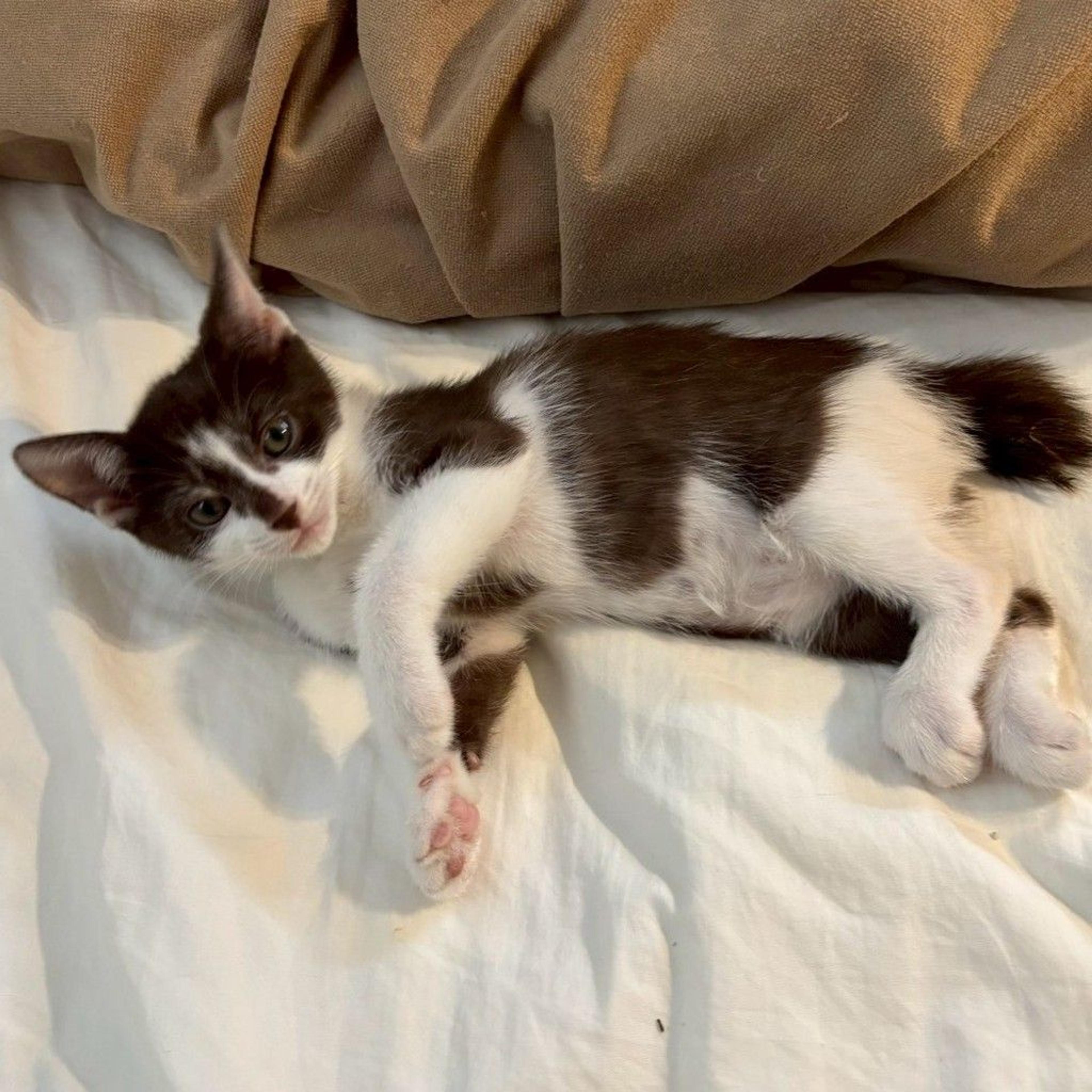 pet-image-4