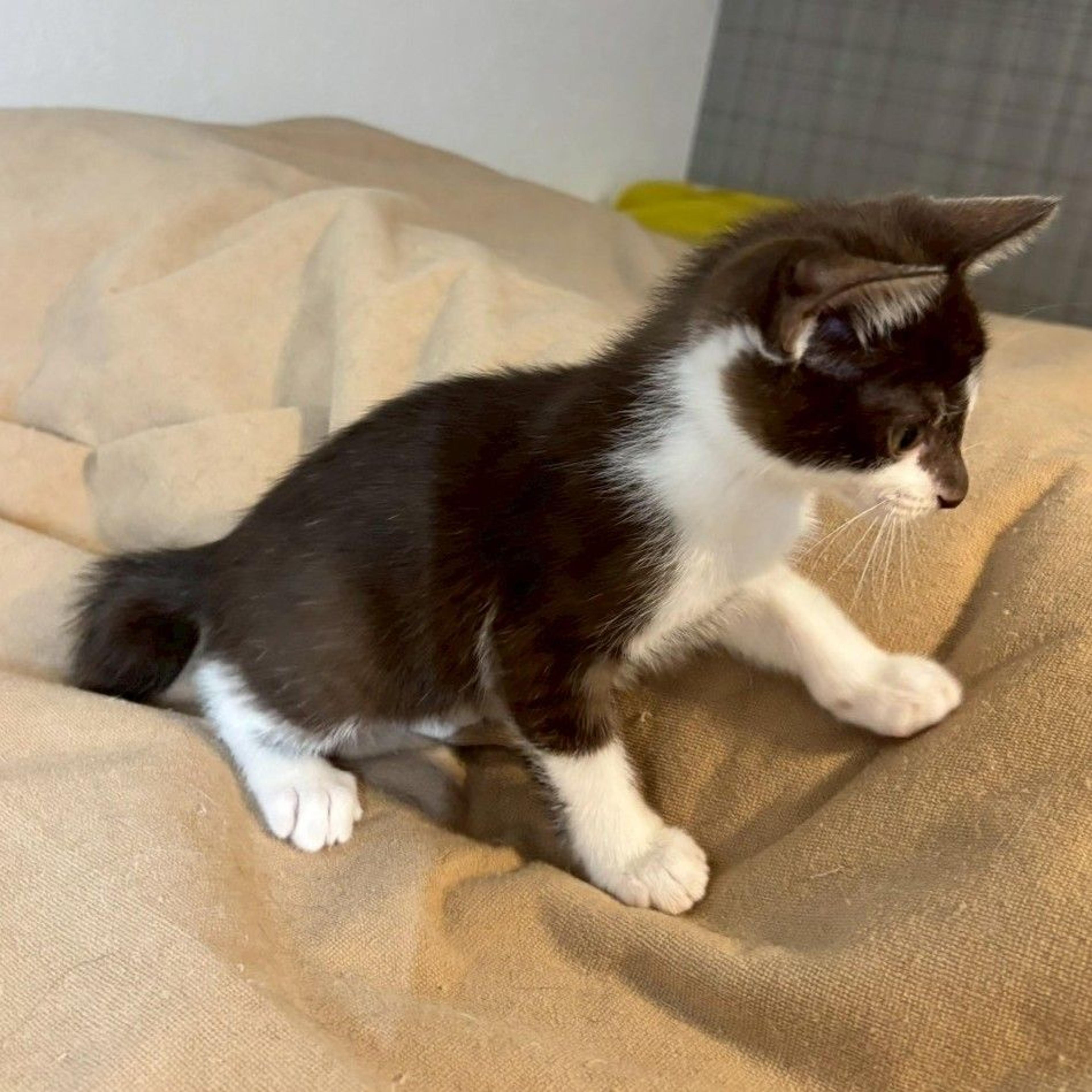 pet-image-5