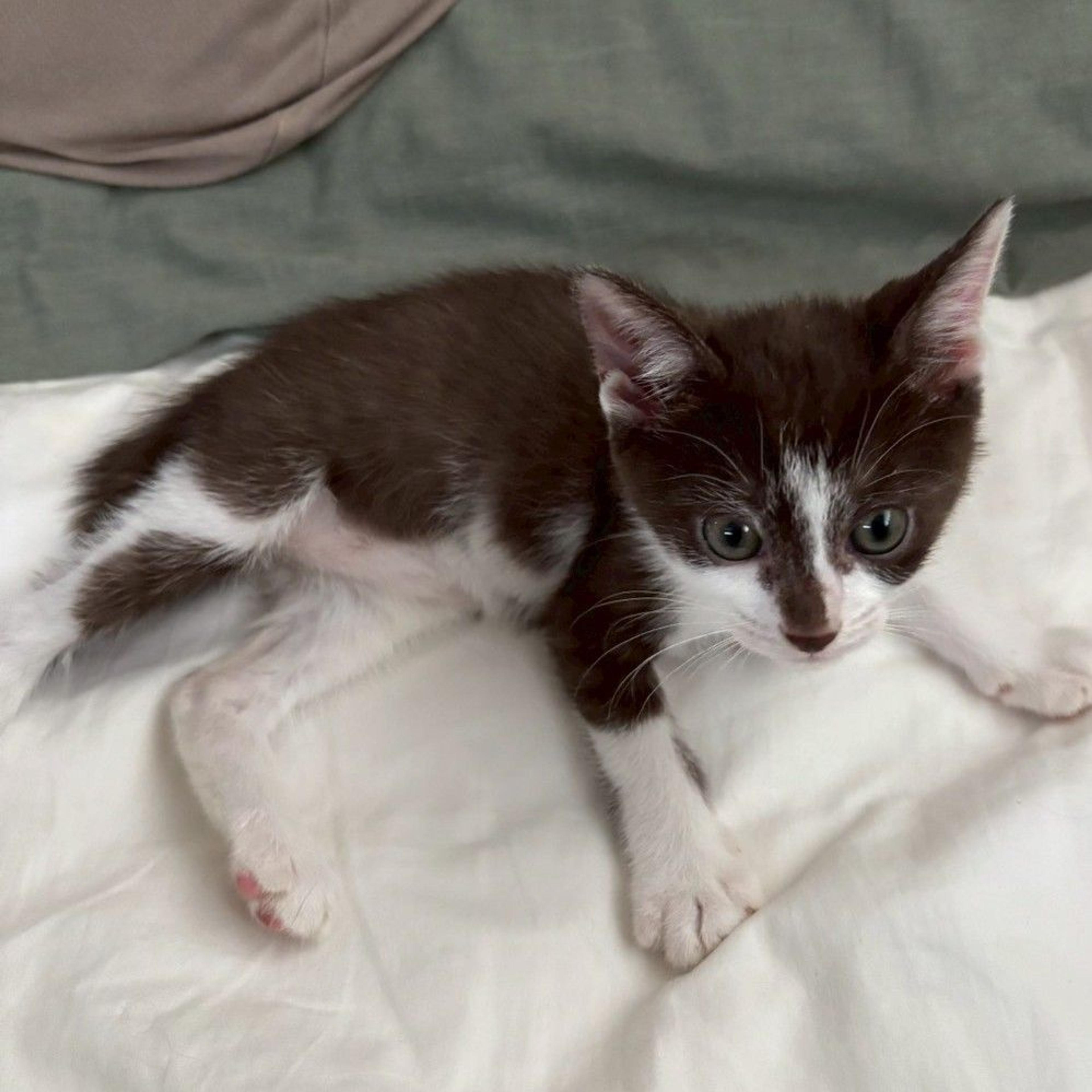 pet-image-6