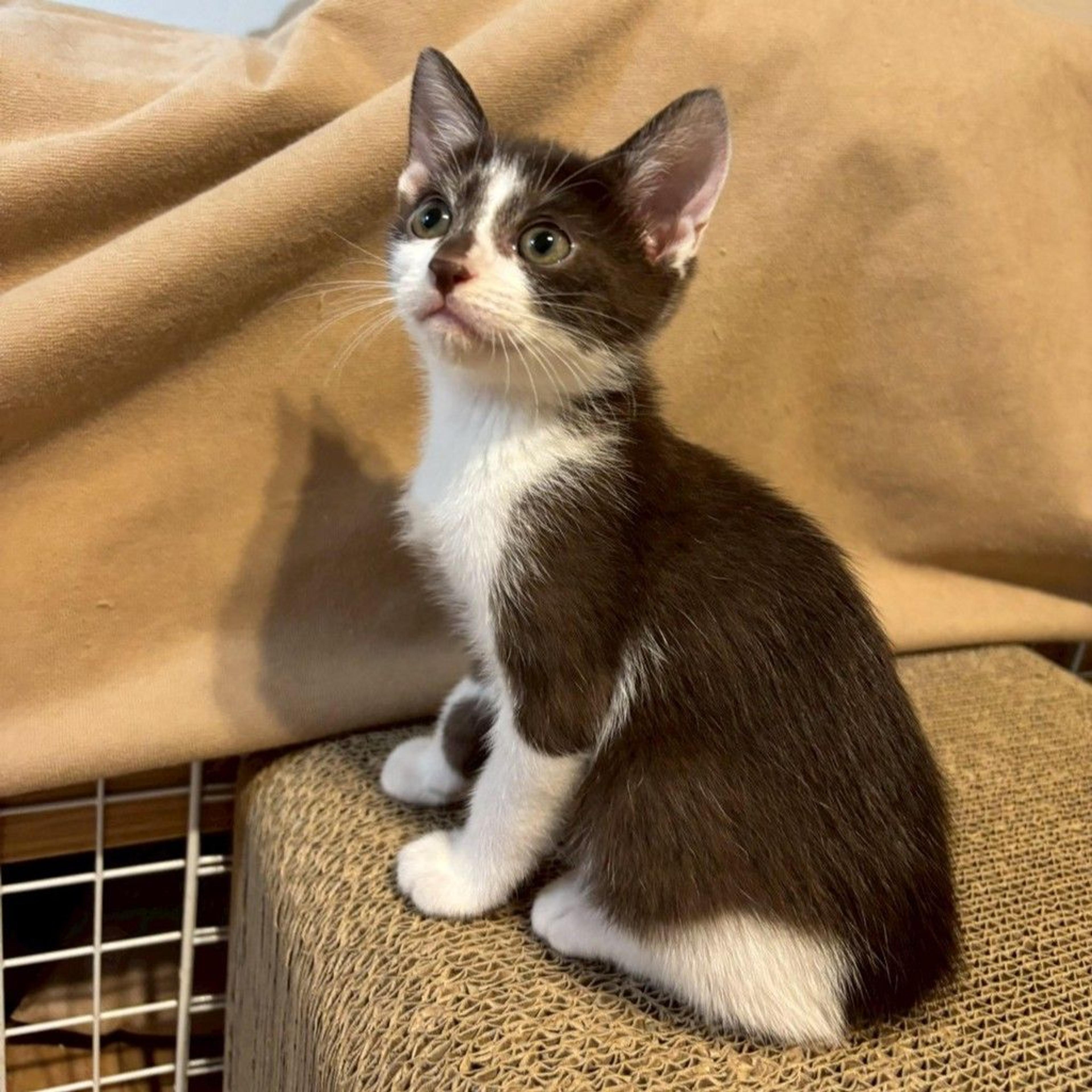 pet-image-8