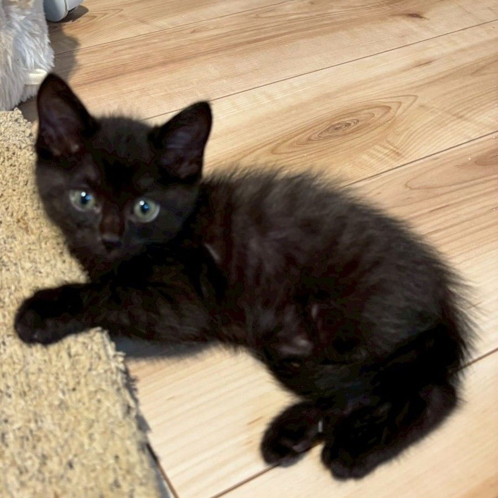 雑種（ミックス猫）・メスの里親募集の写真