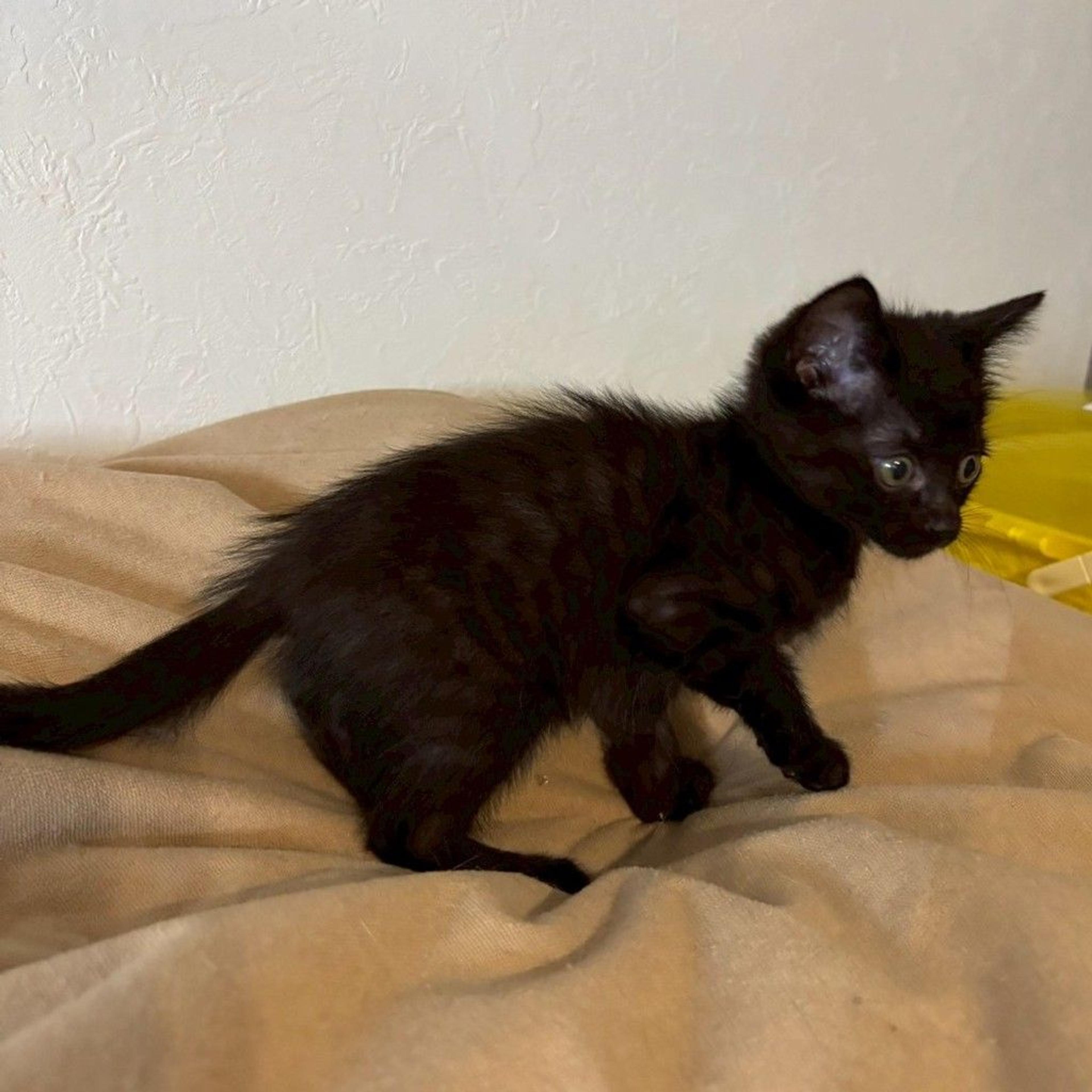 pet-image-4