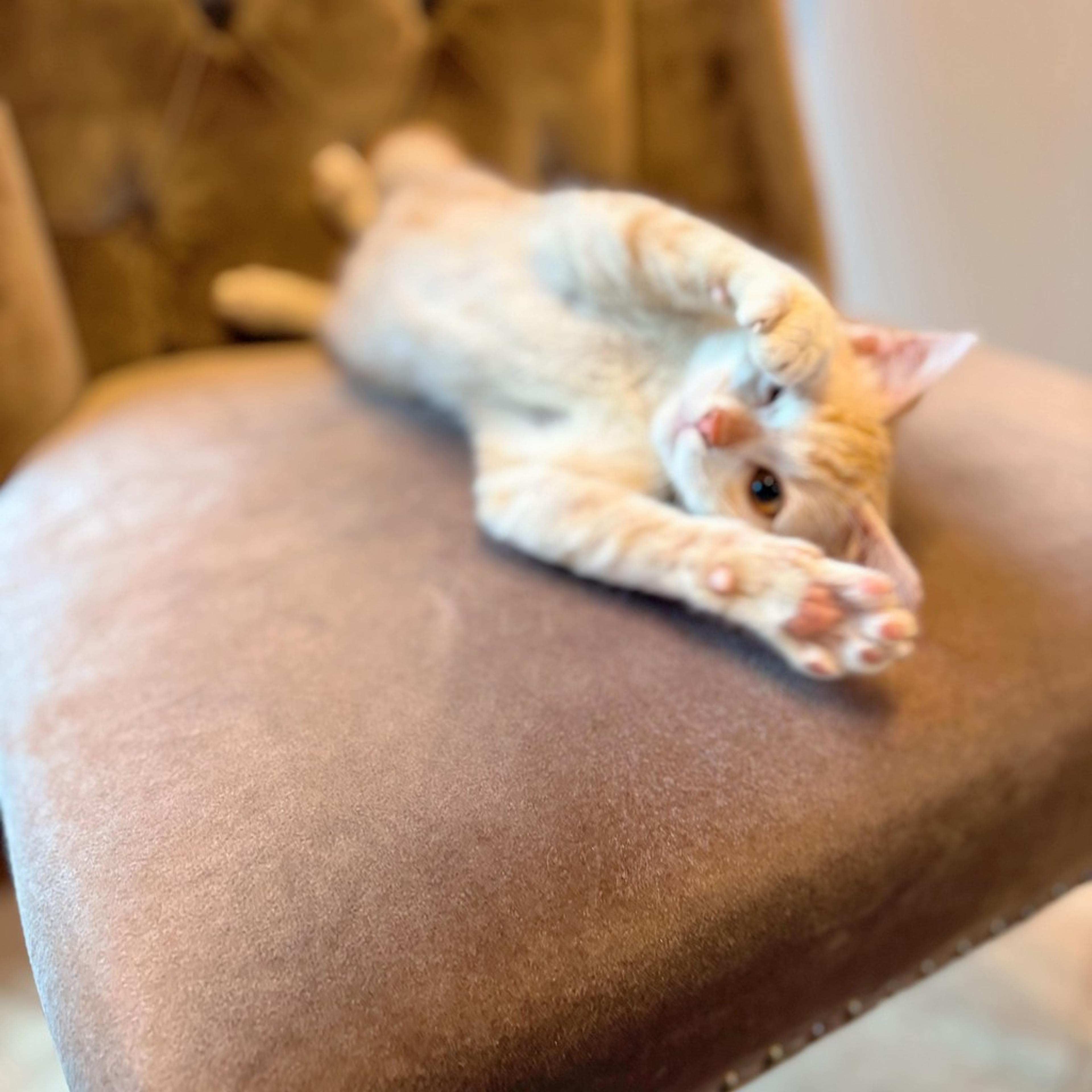pet-image-6