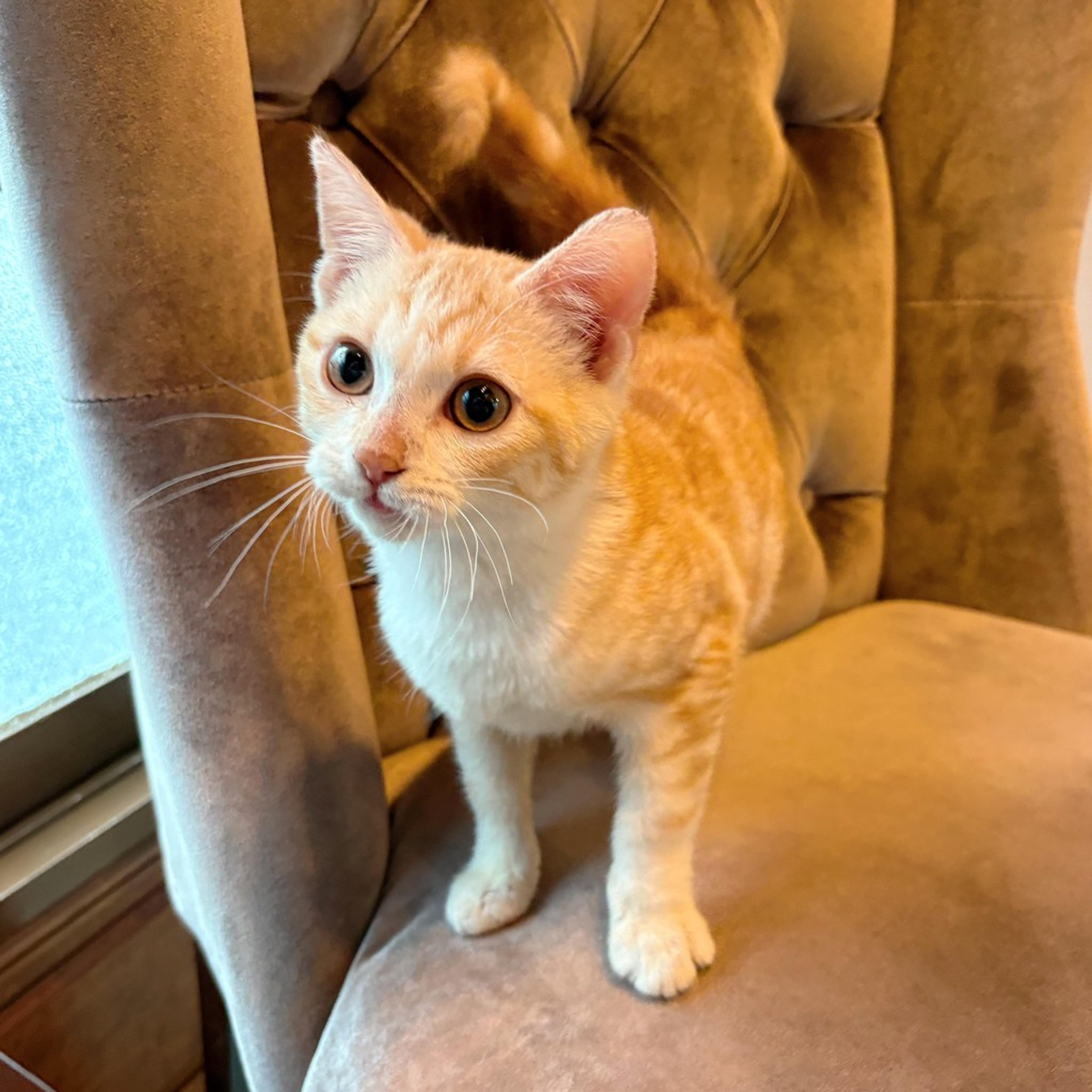 pet-image-7