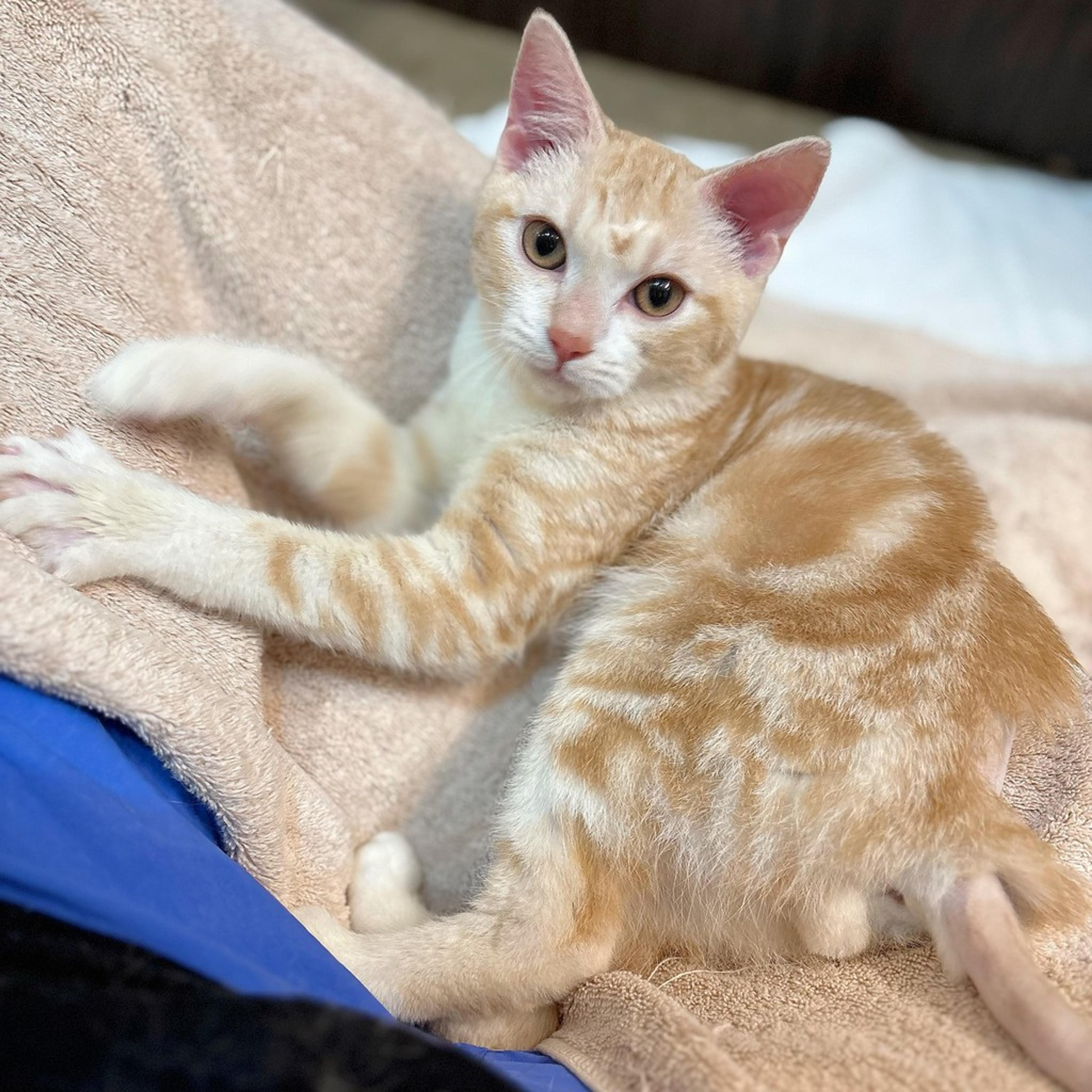 pet-image-9