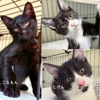 ルパン3兄弟の写真