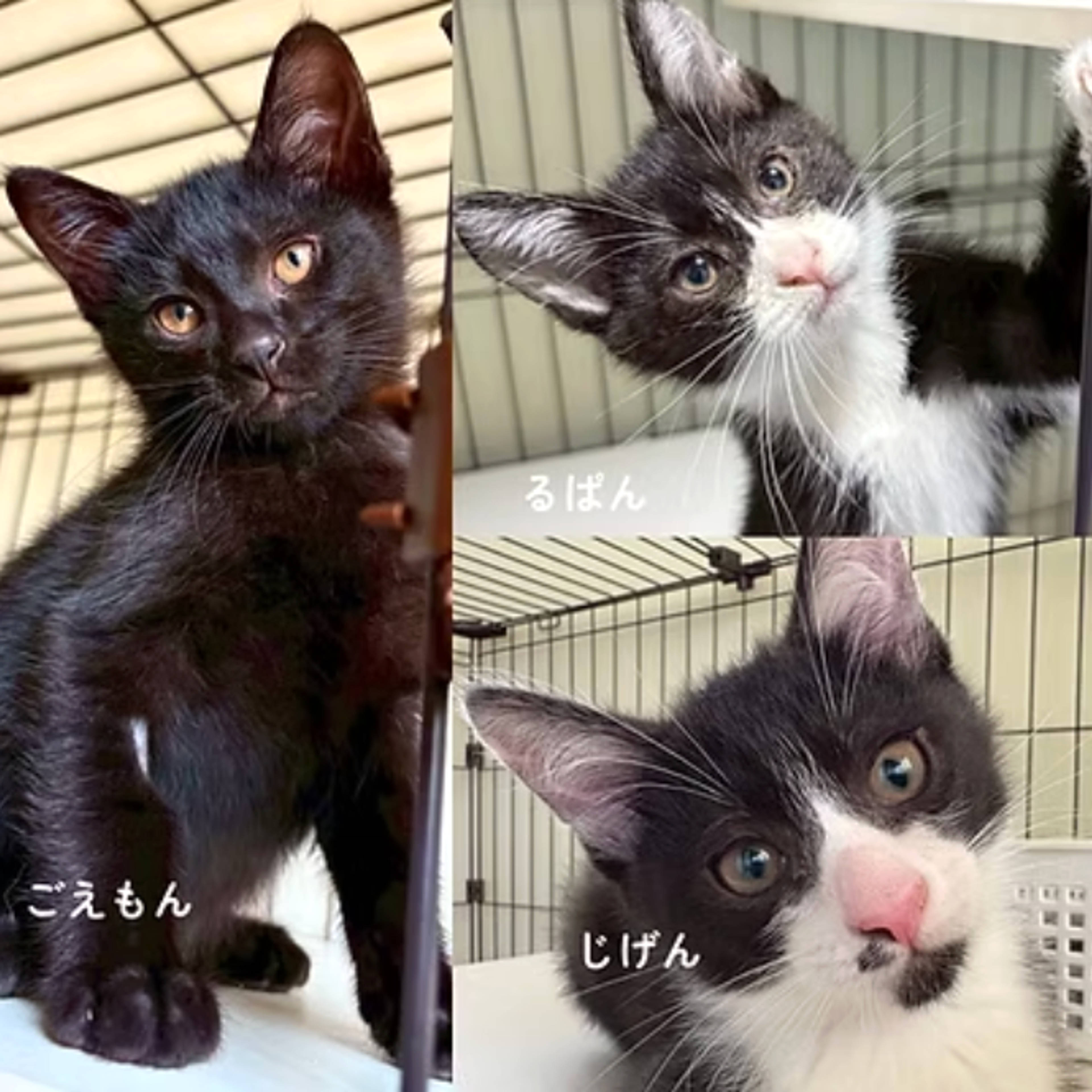 雑種（ミックス猫）・オスの里親募集の写真