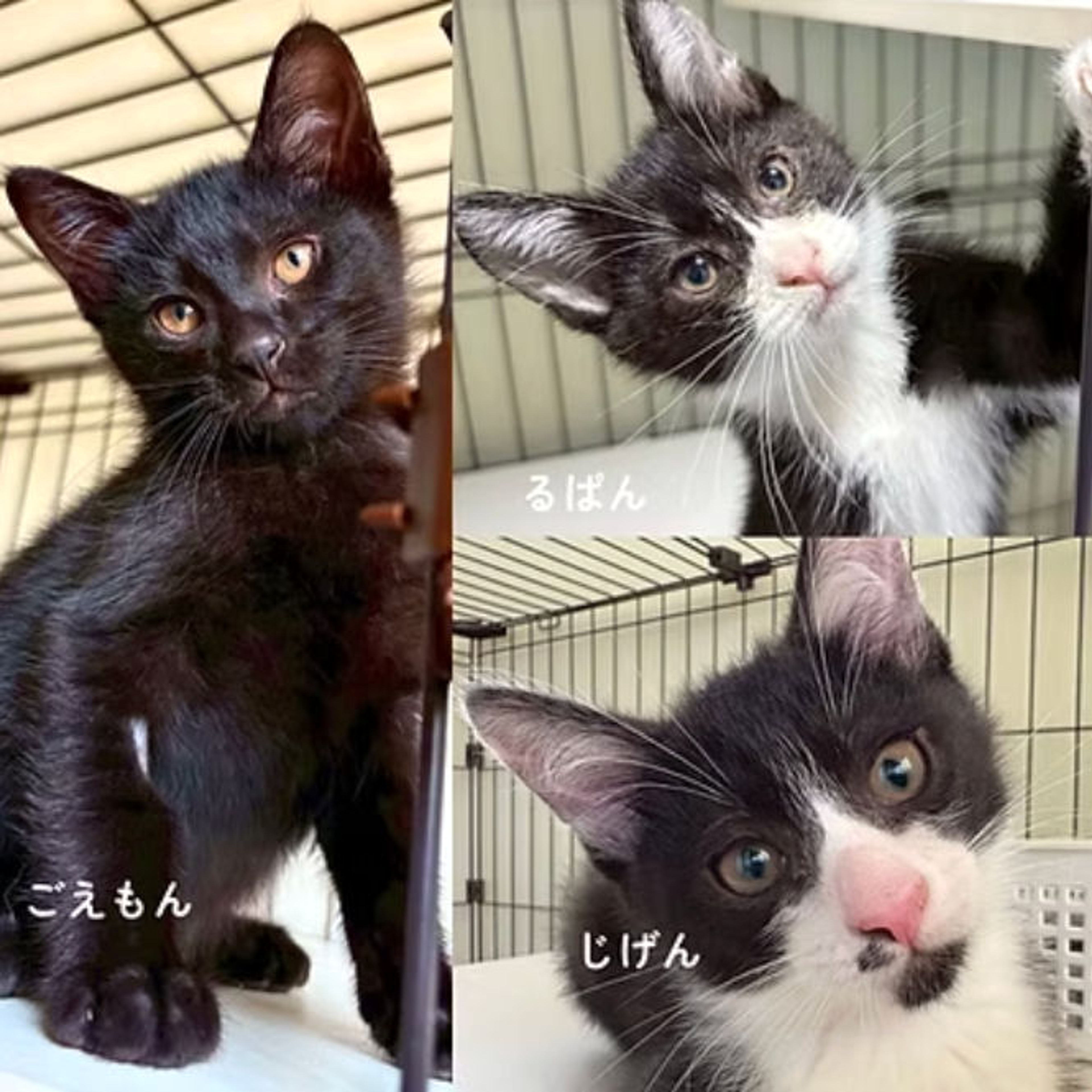 雑種（ミックス猫）・オスの里親募集の写真