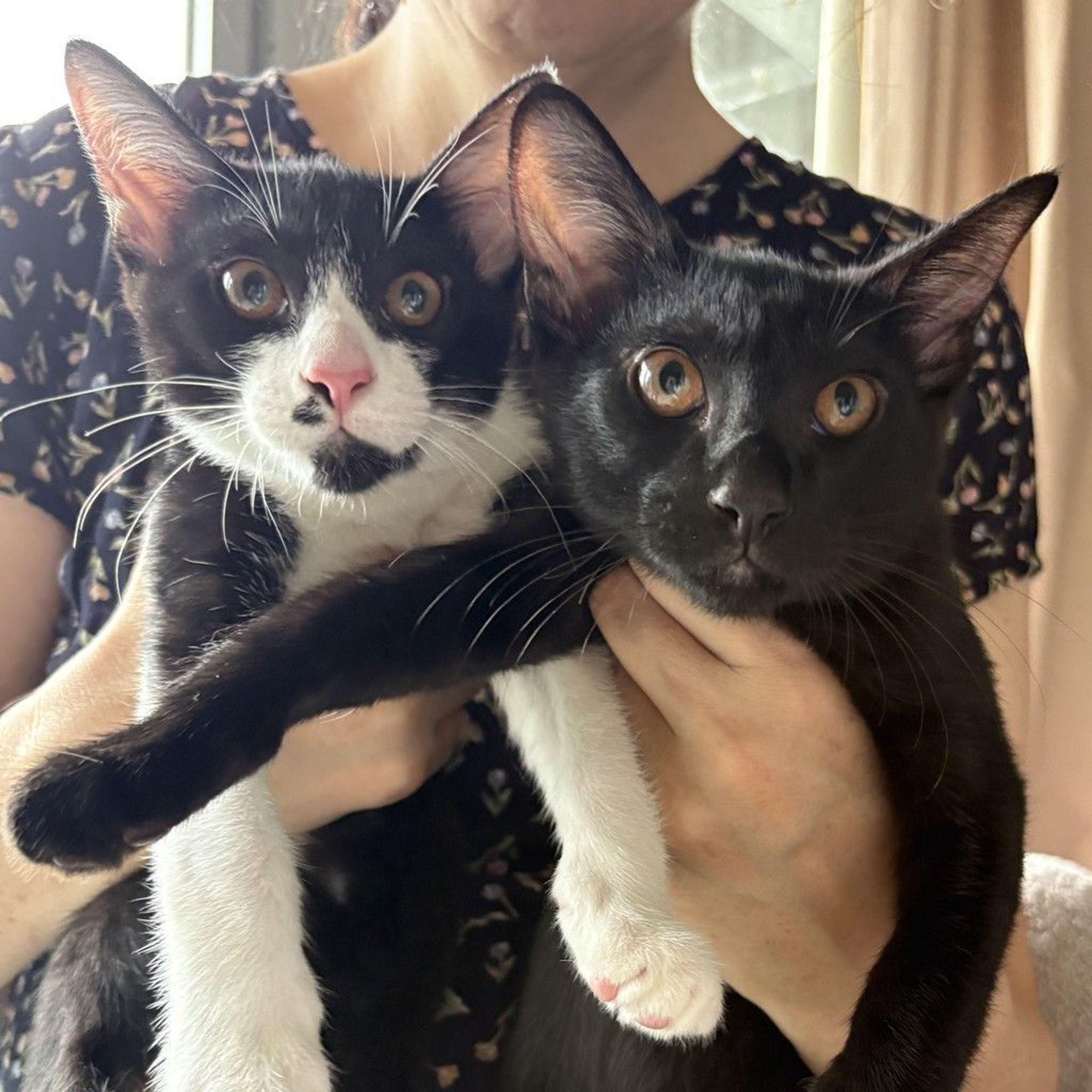 雑種（ミックス猫）・オスの里親募集の写真