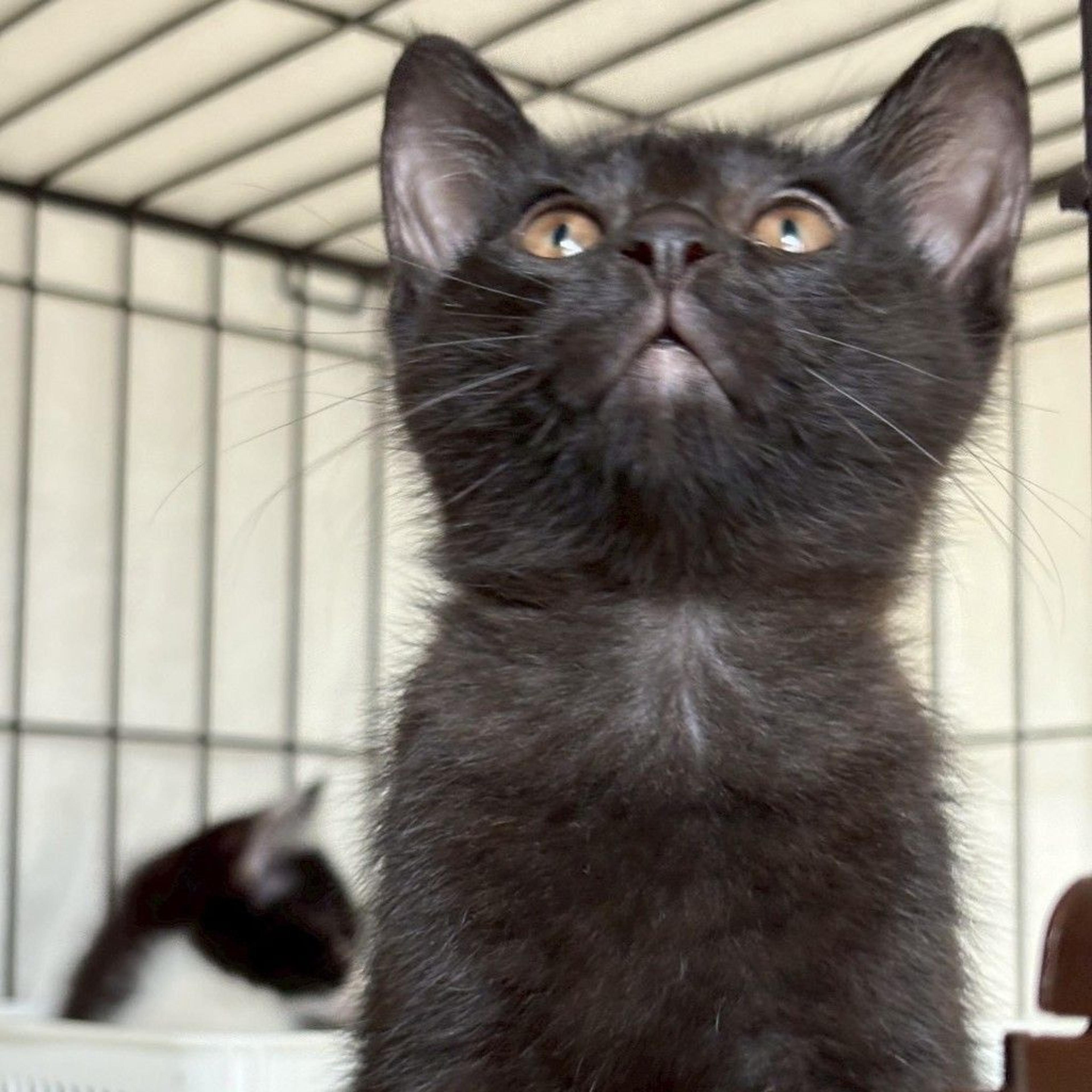 pet-image-9