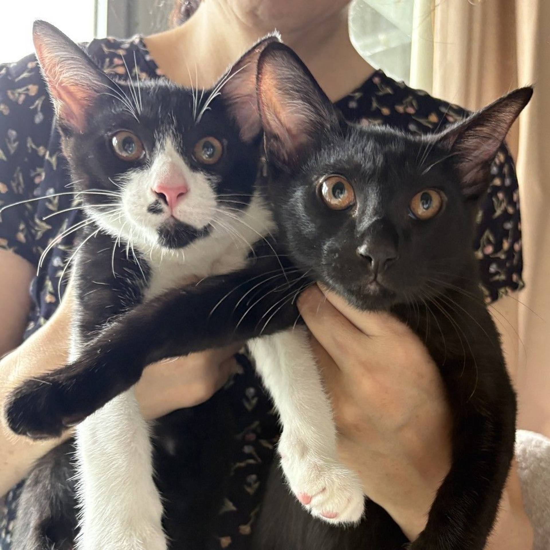 雑種（ミックス猫）・オスの里親募集の写真