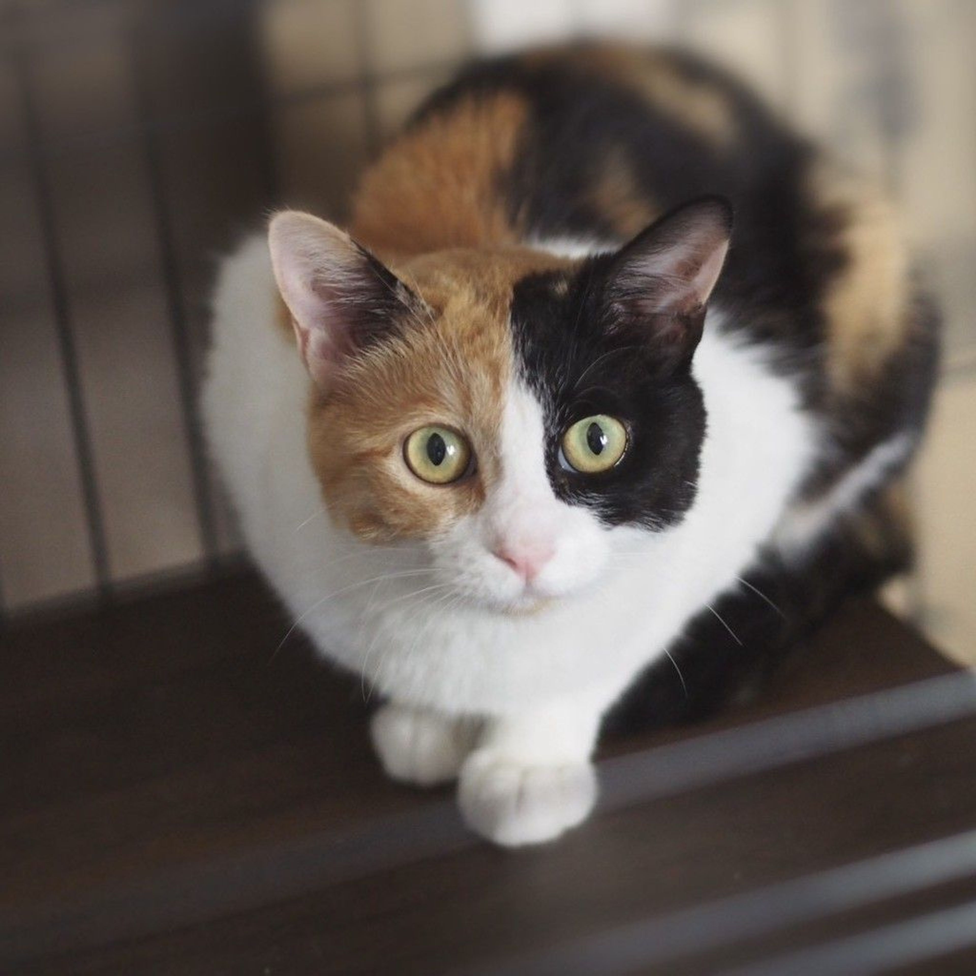 雑種（ミックス猫）・メスの里親募集の写真