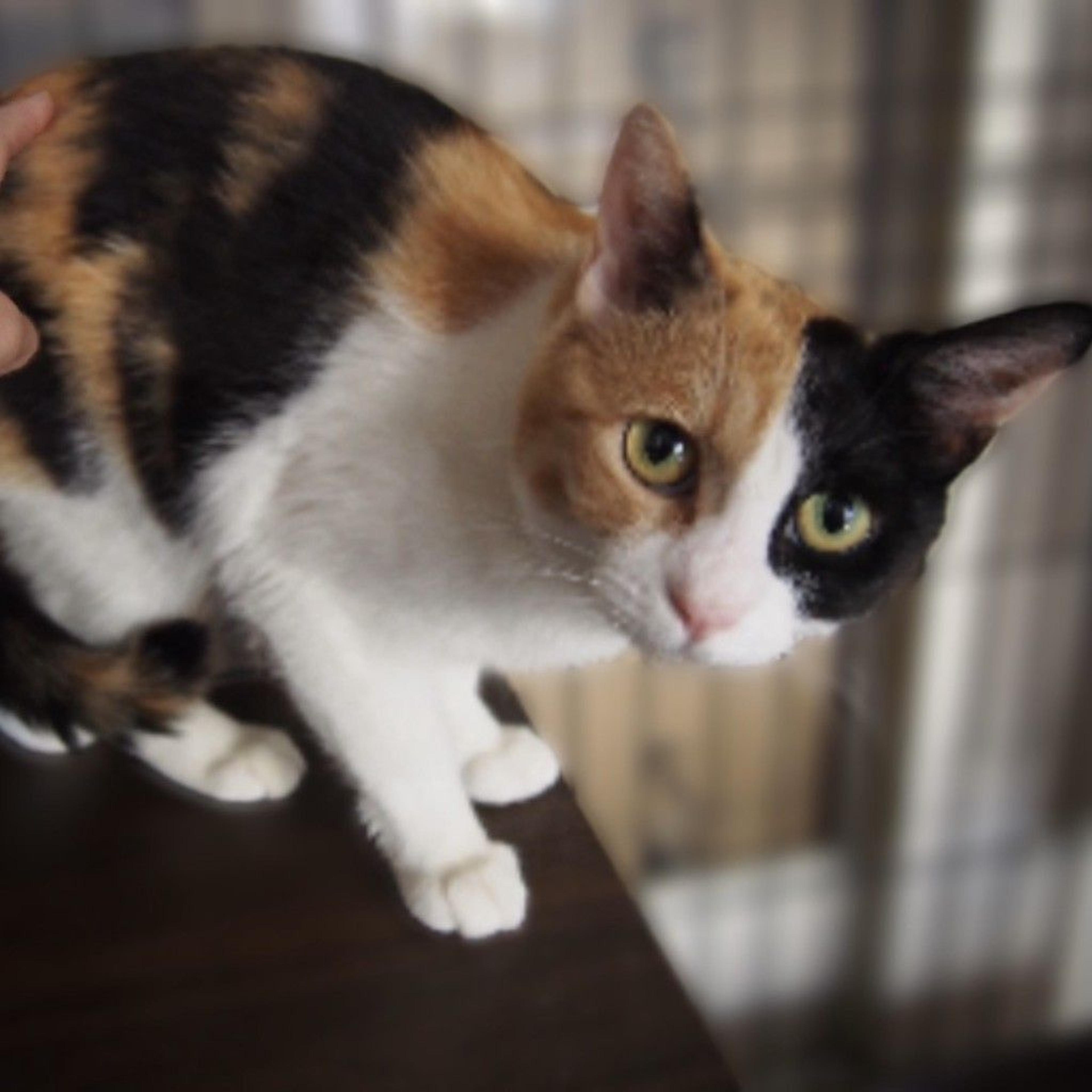 pet-image-2