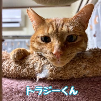 トラジーの写真