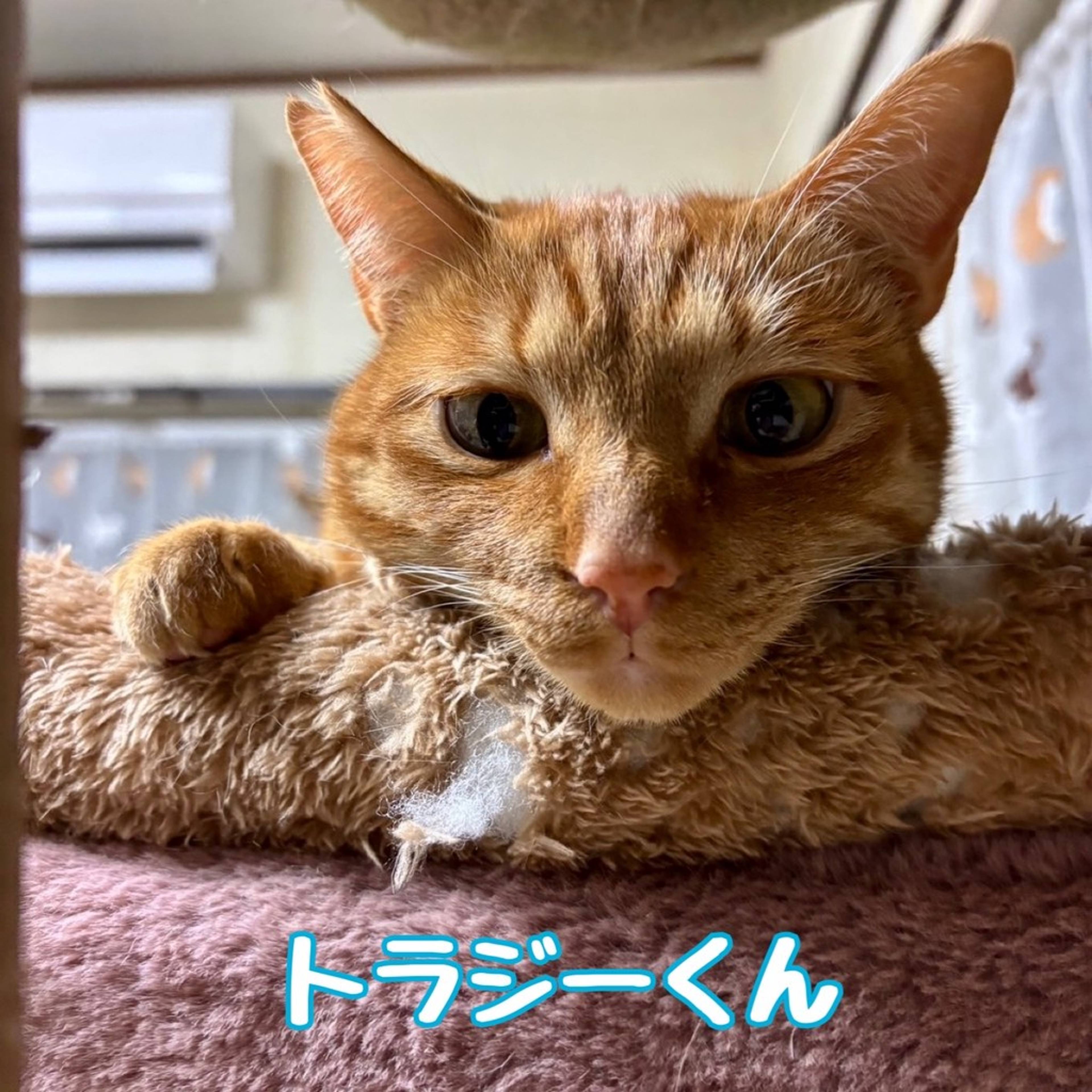 雑種（ミックス猫）・オスの里親募集の写真