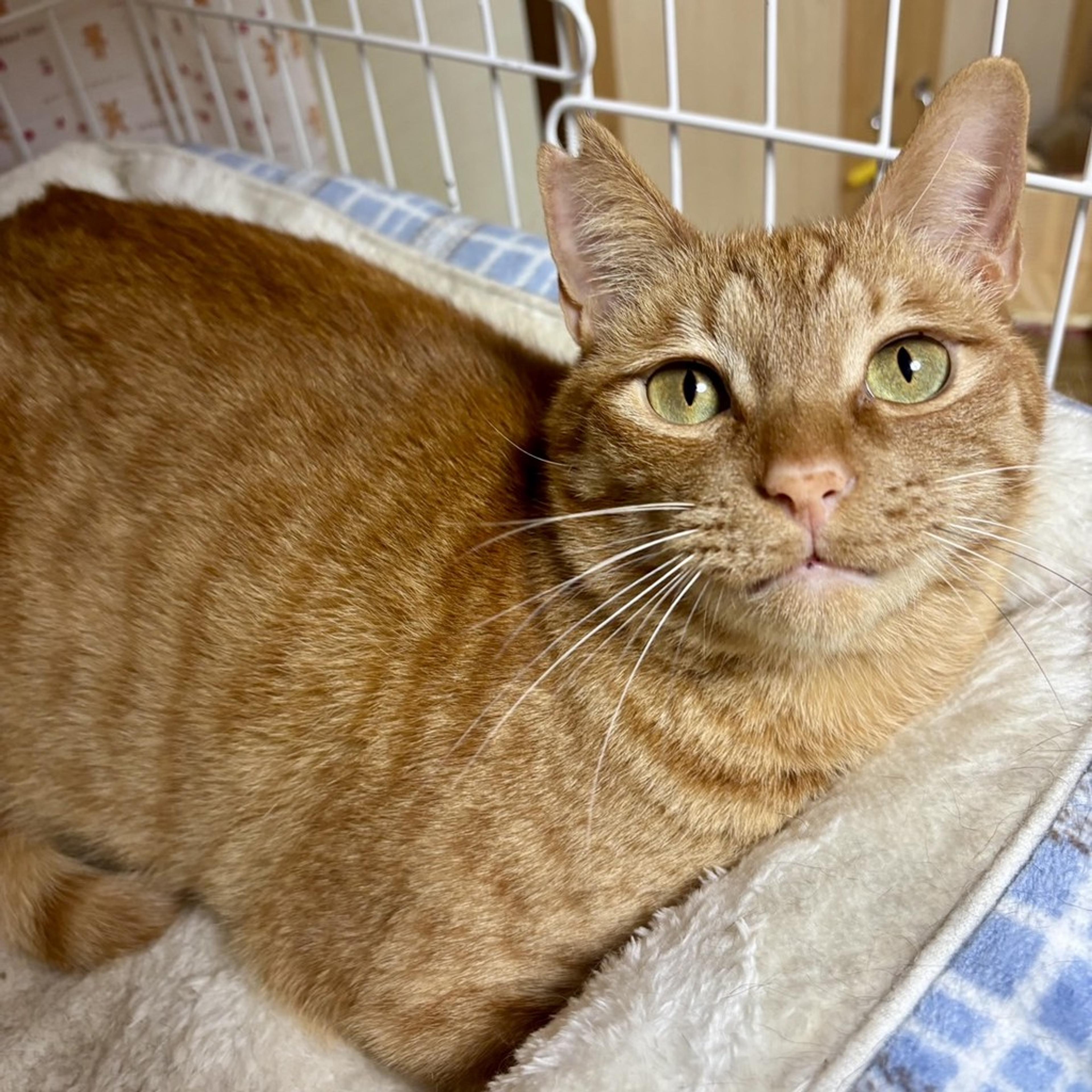 pet-image-4