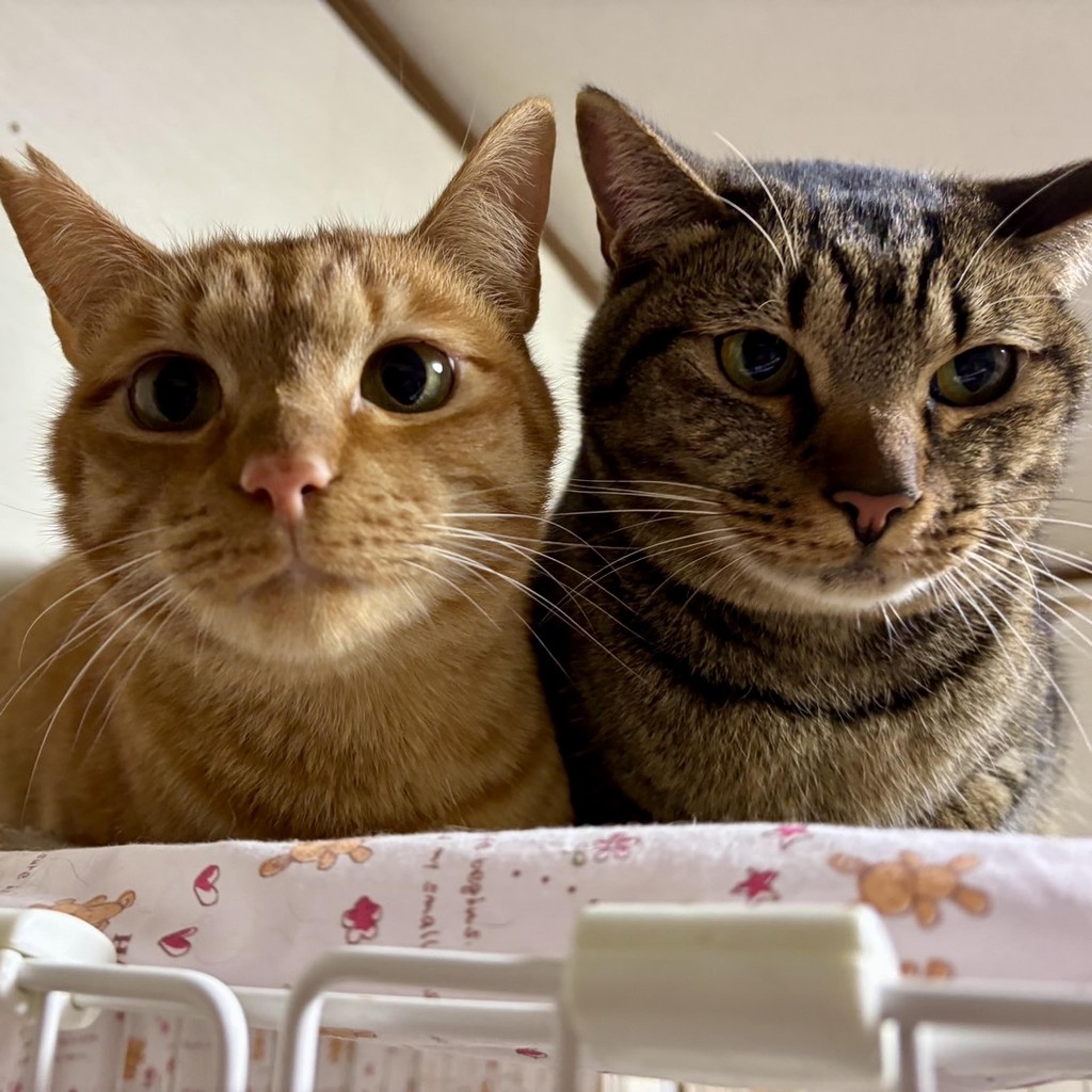 pet-image-5