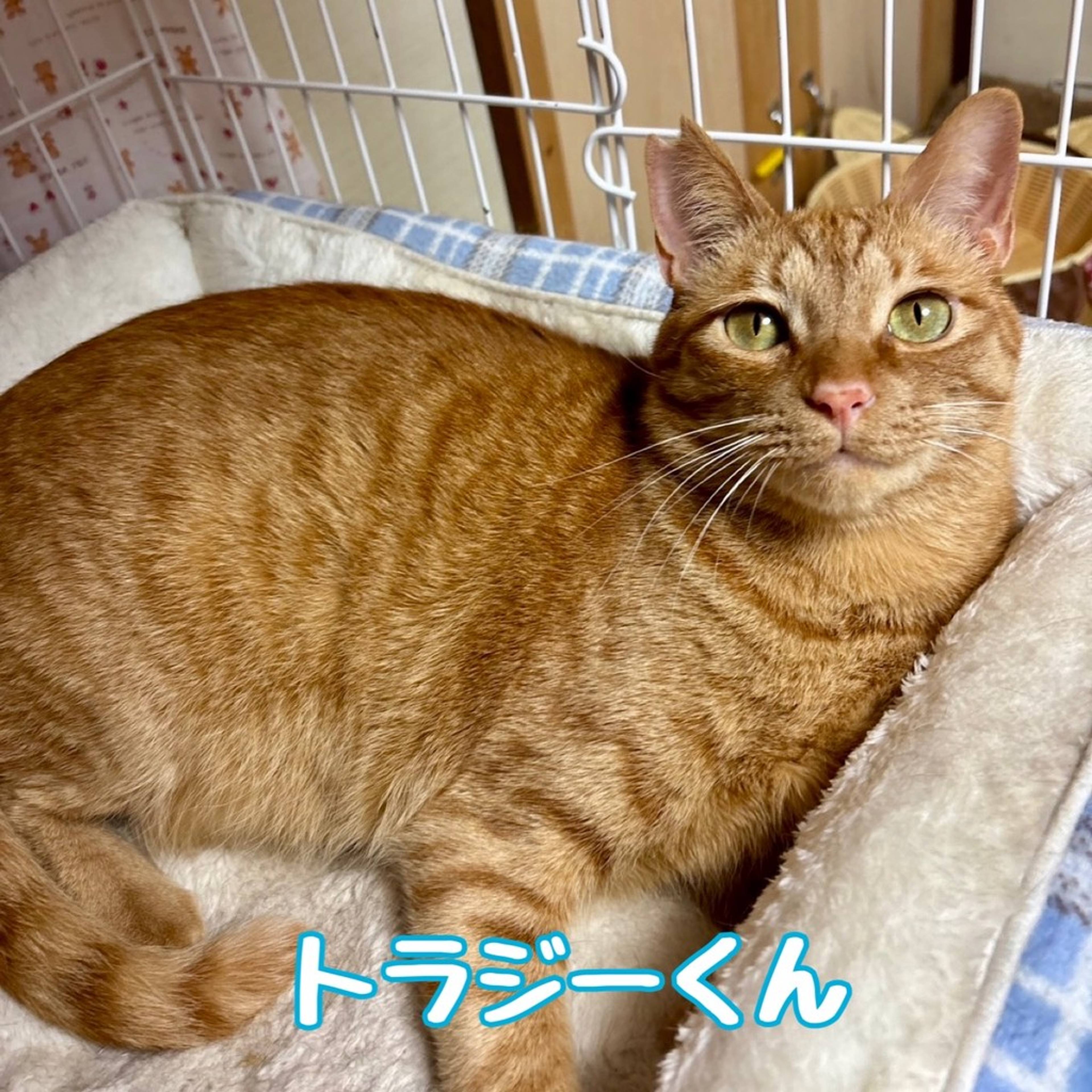 雑種（ミックス猫）・オスの里親募集の写真