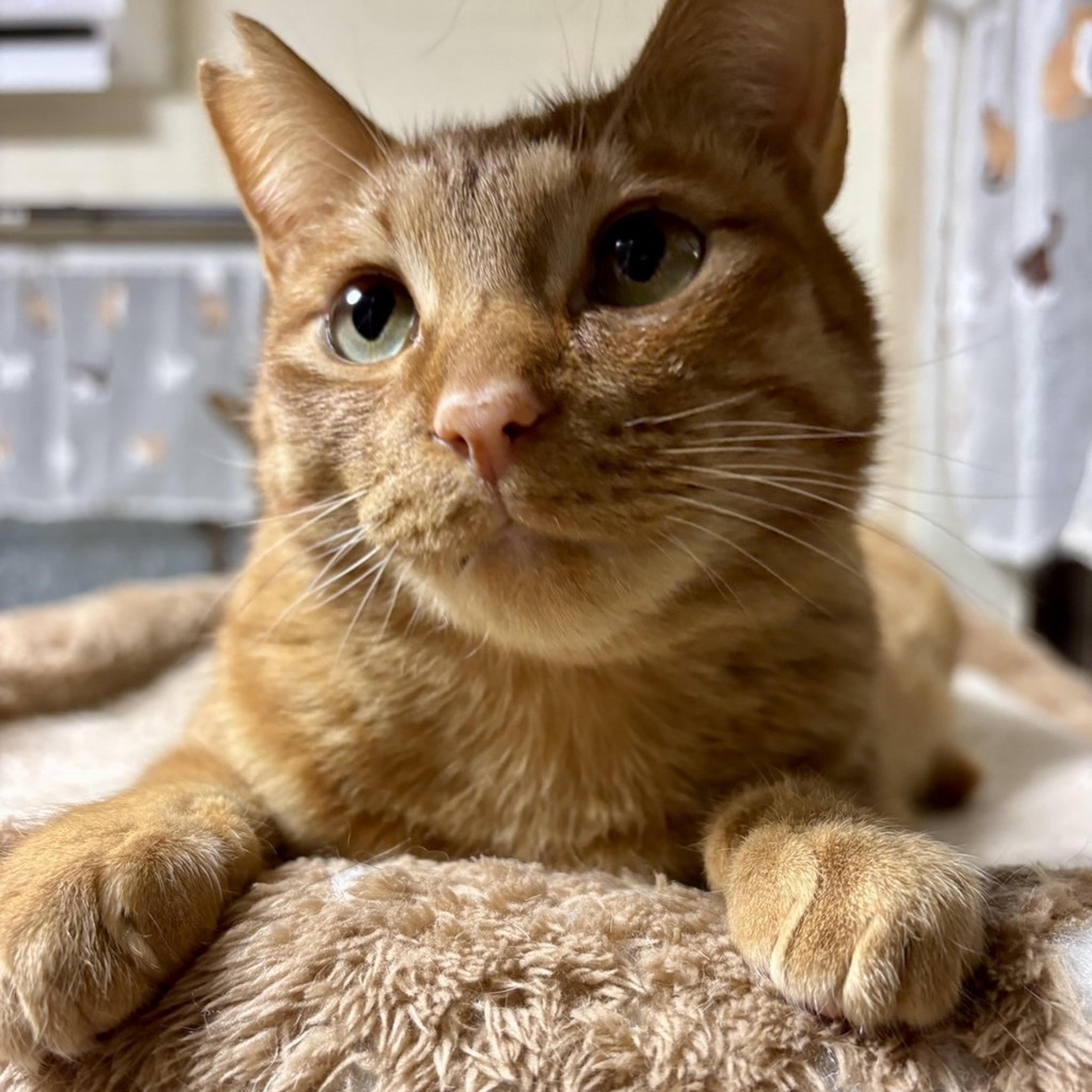 pet-image-2