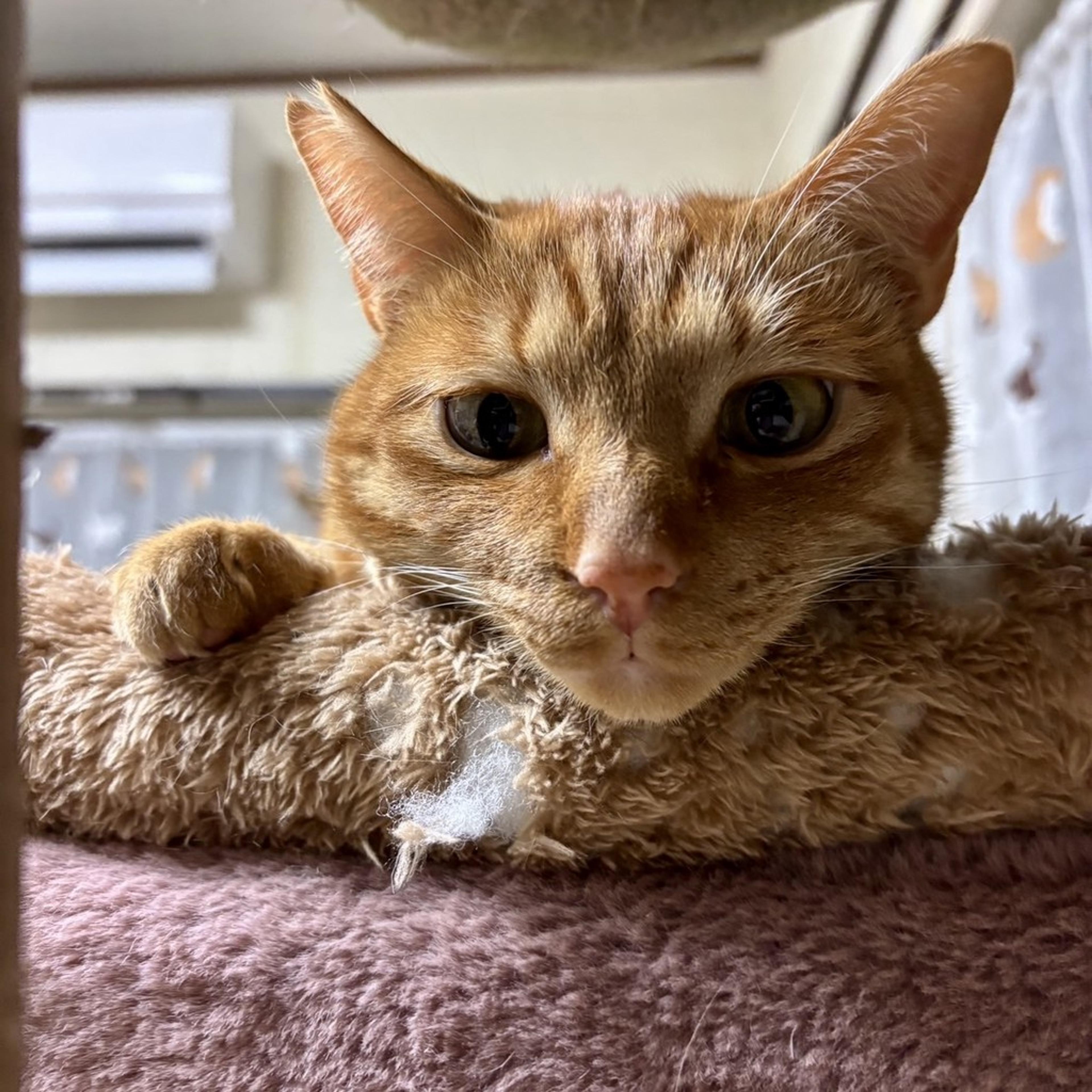 pet-image-3