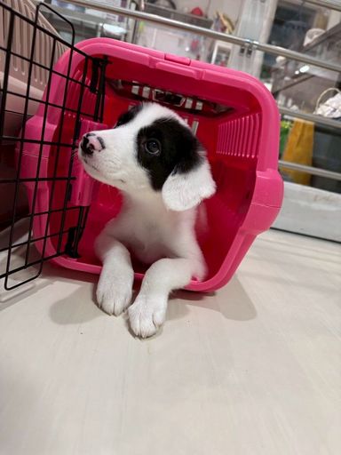 カナの写真