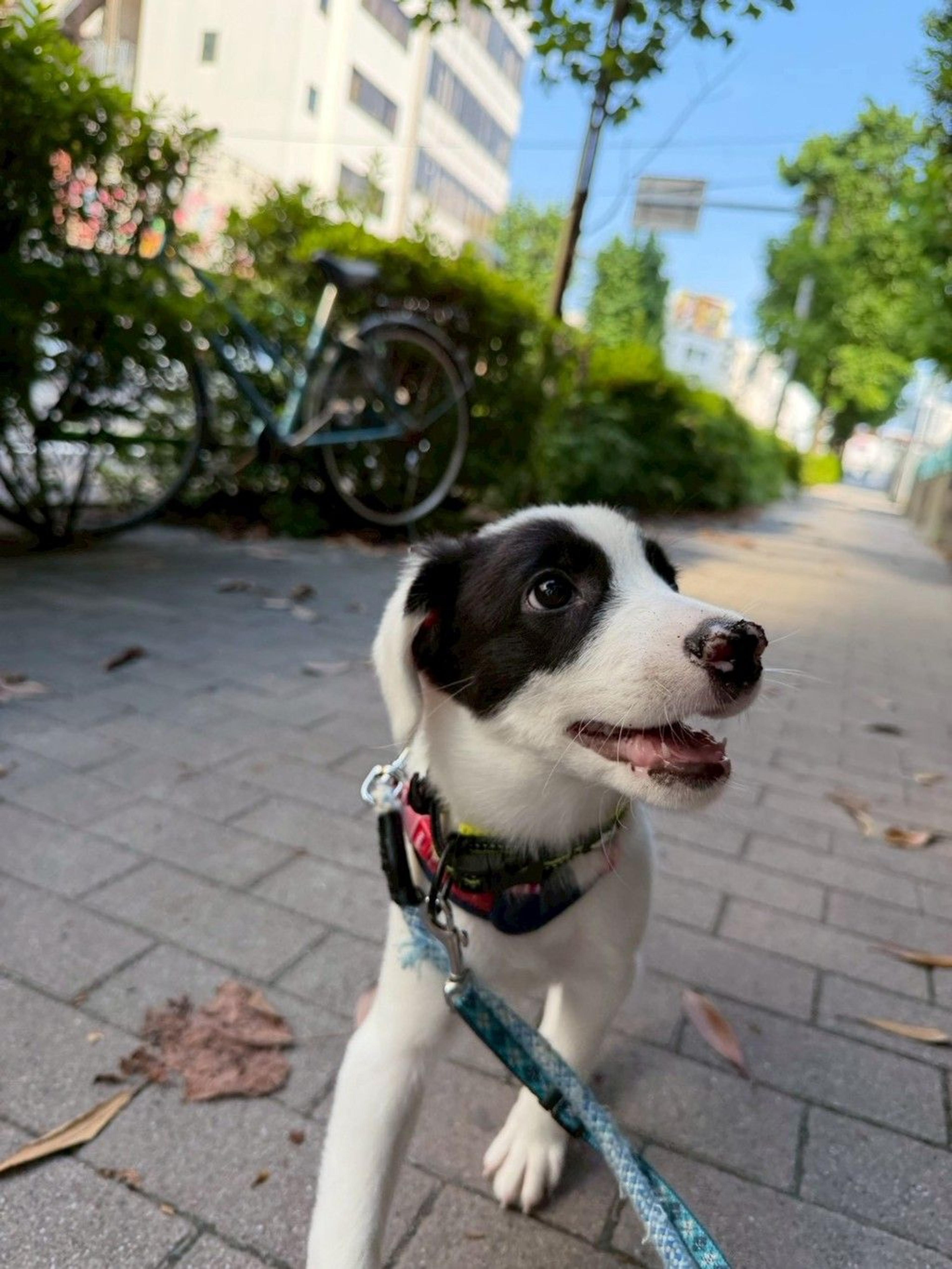 pet-image-3
