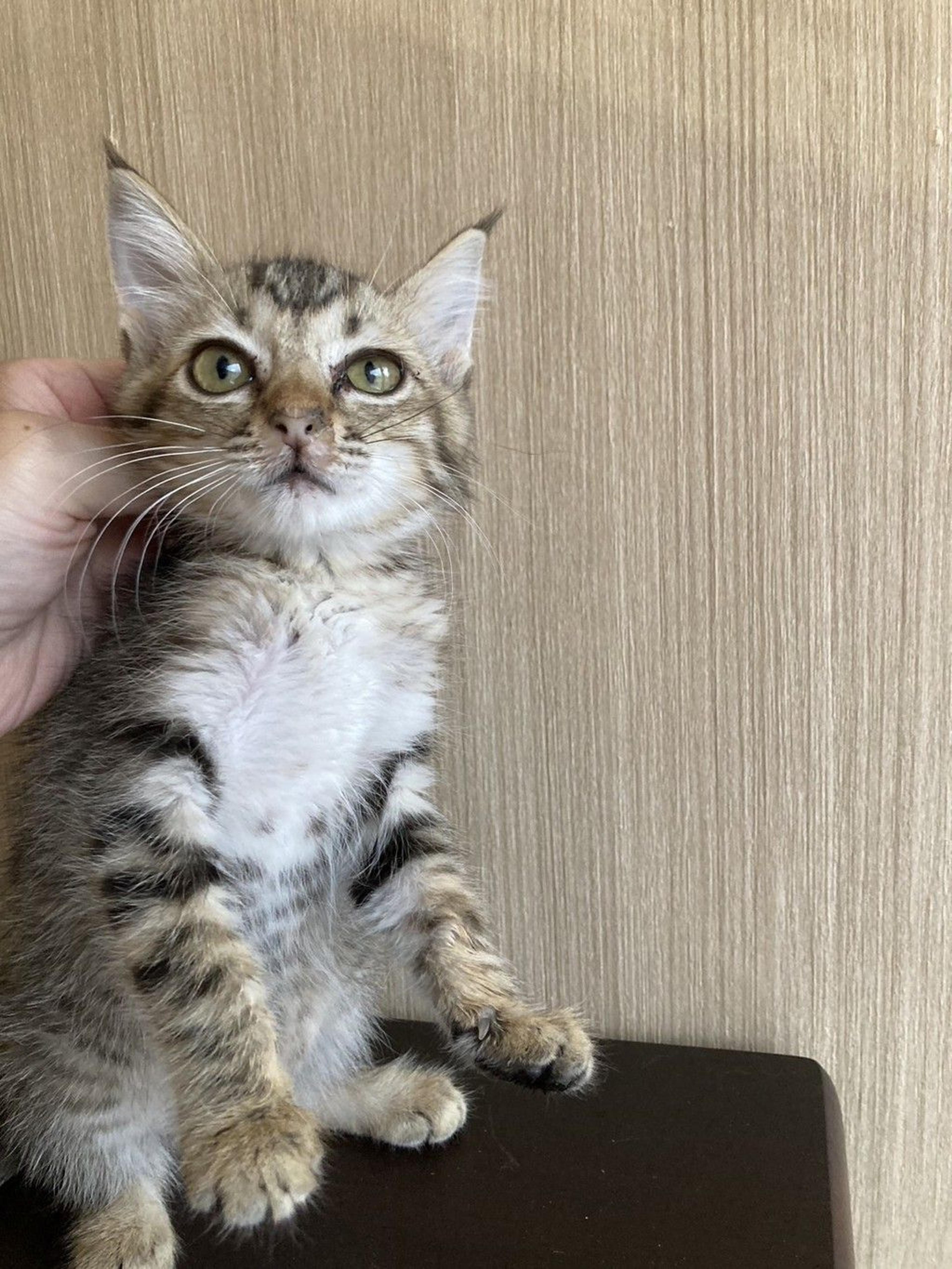 pet-image-2