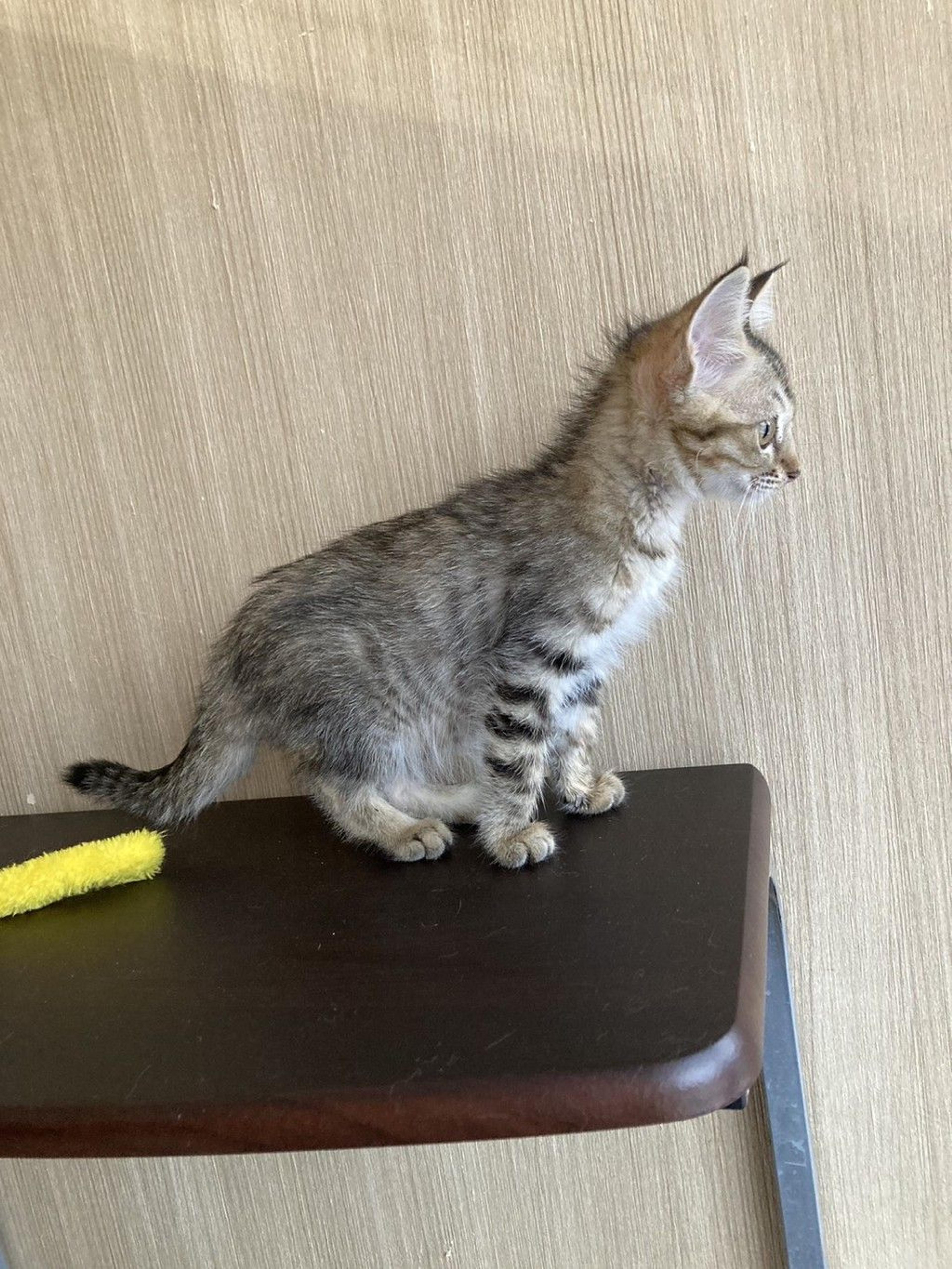 pet-image-3