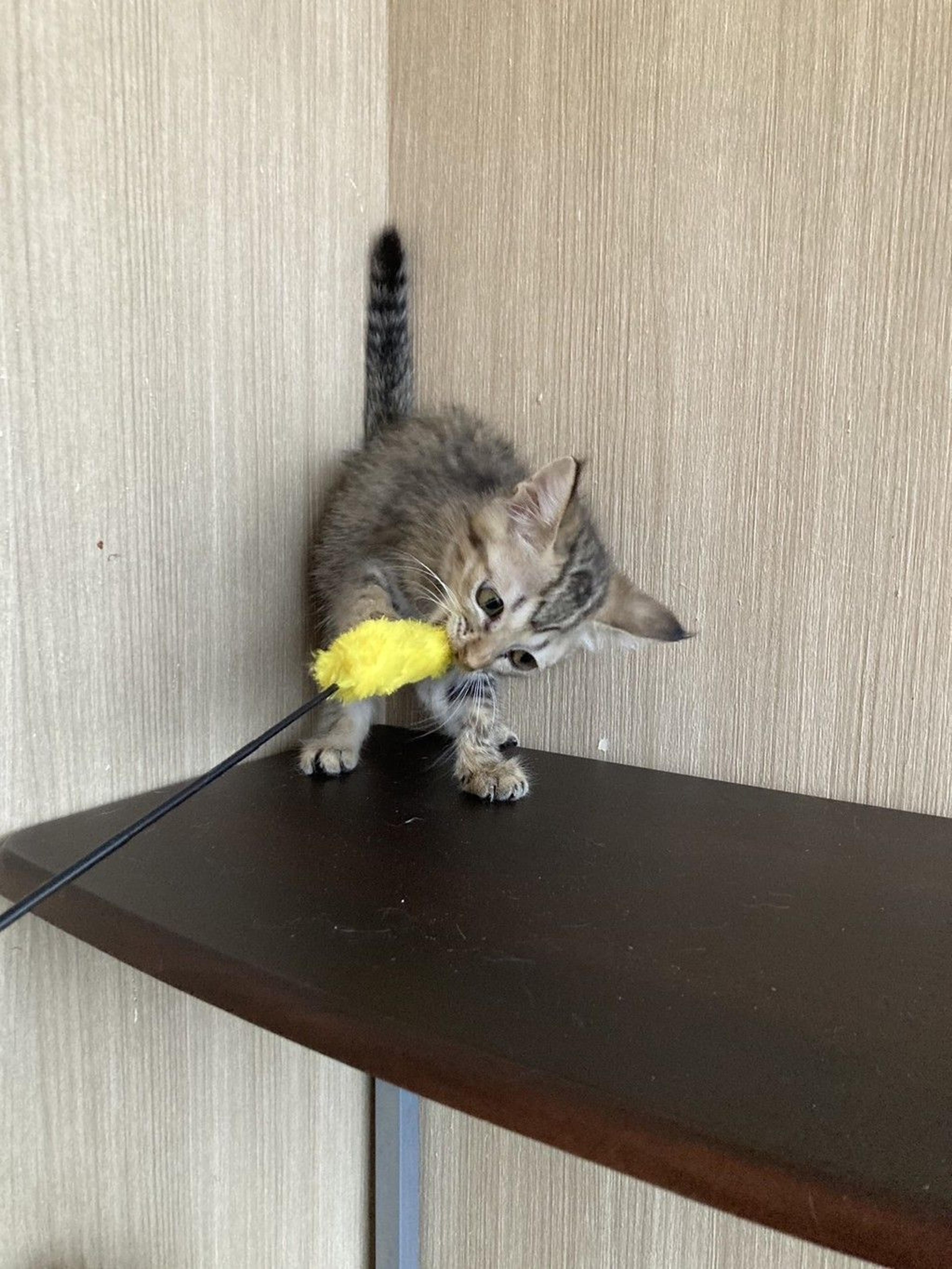 pet-image-4