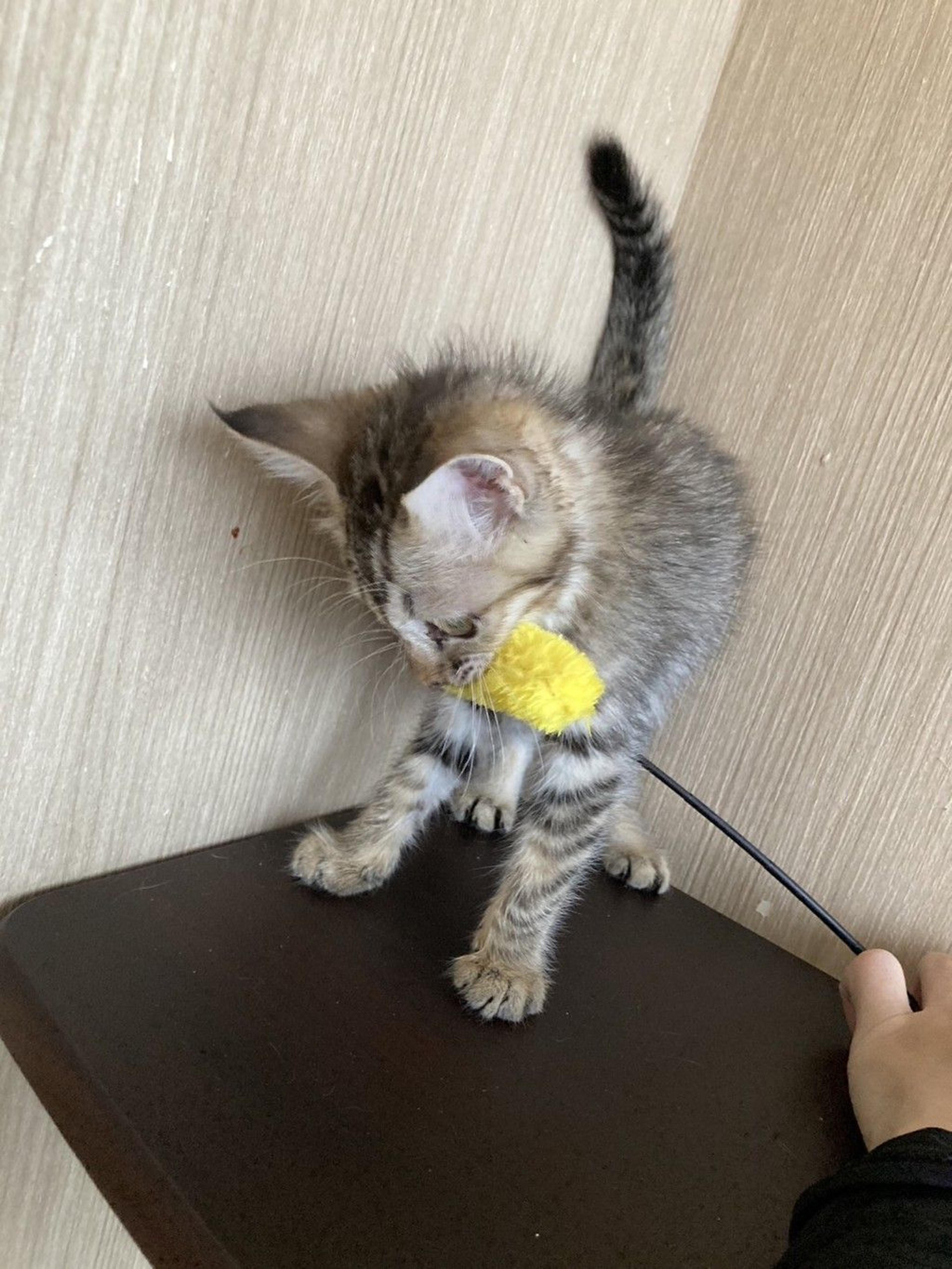 pet-image-5