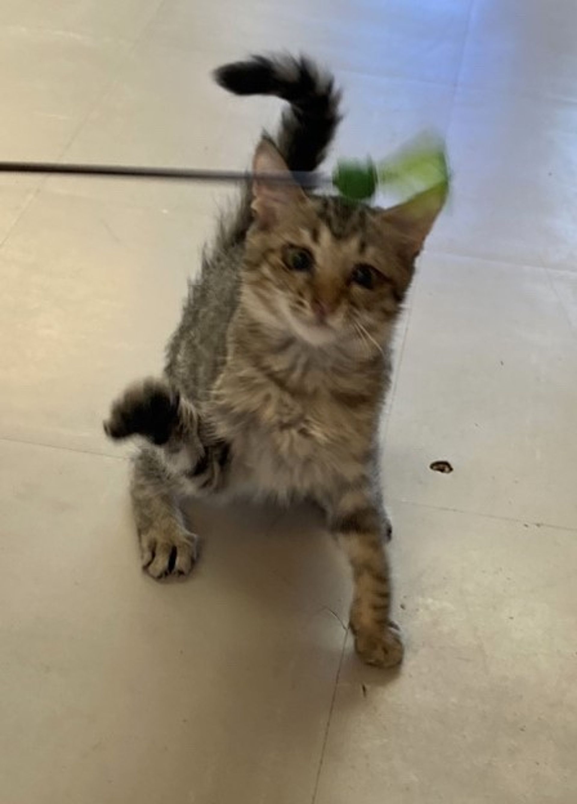 雑種（ミックス猫）・メスの里親募集の写真