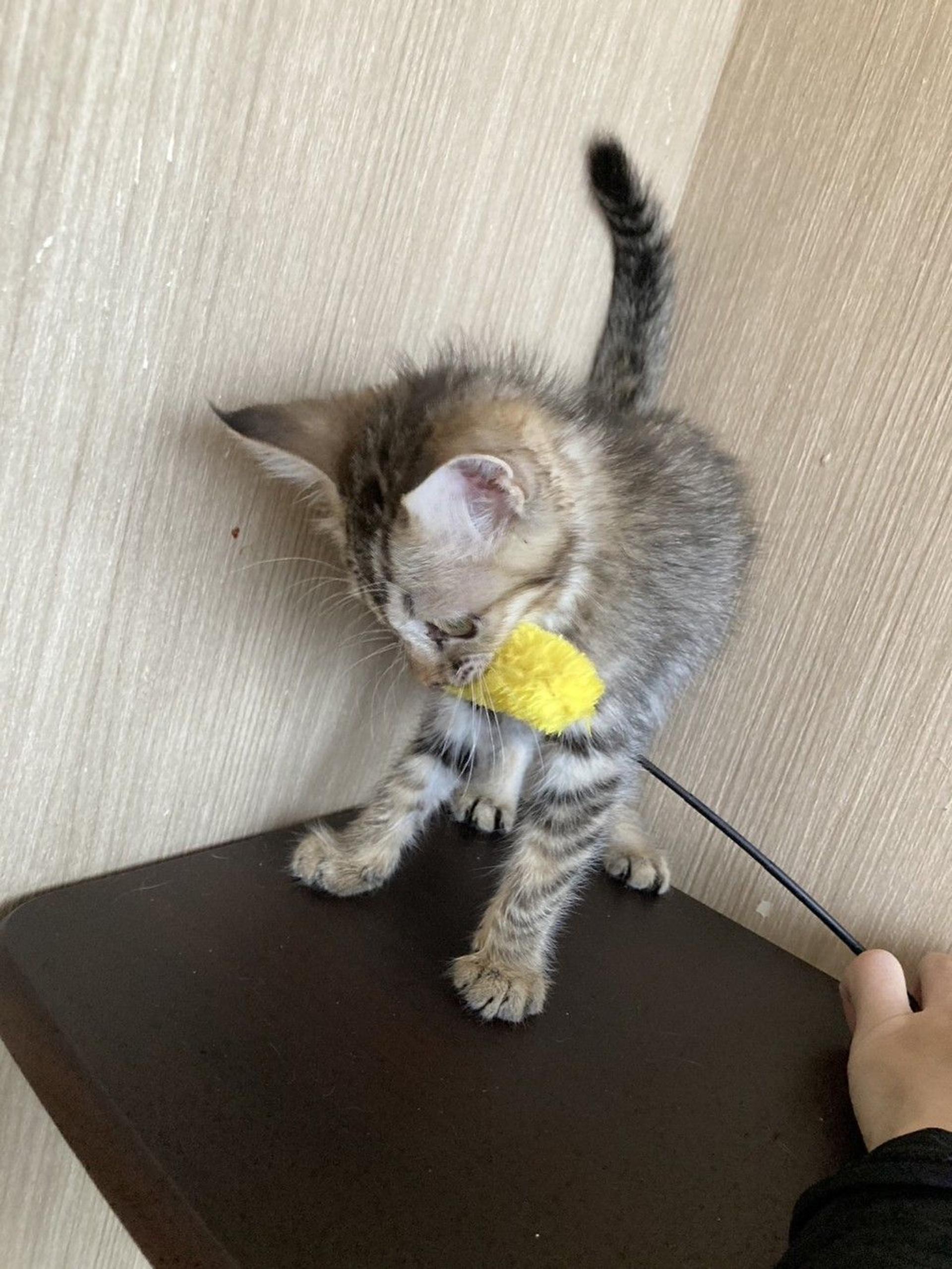 pet-image-6