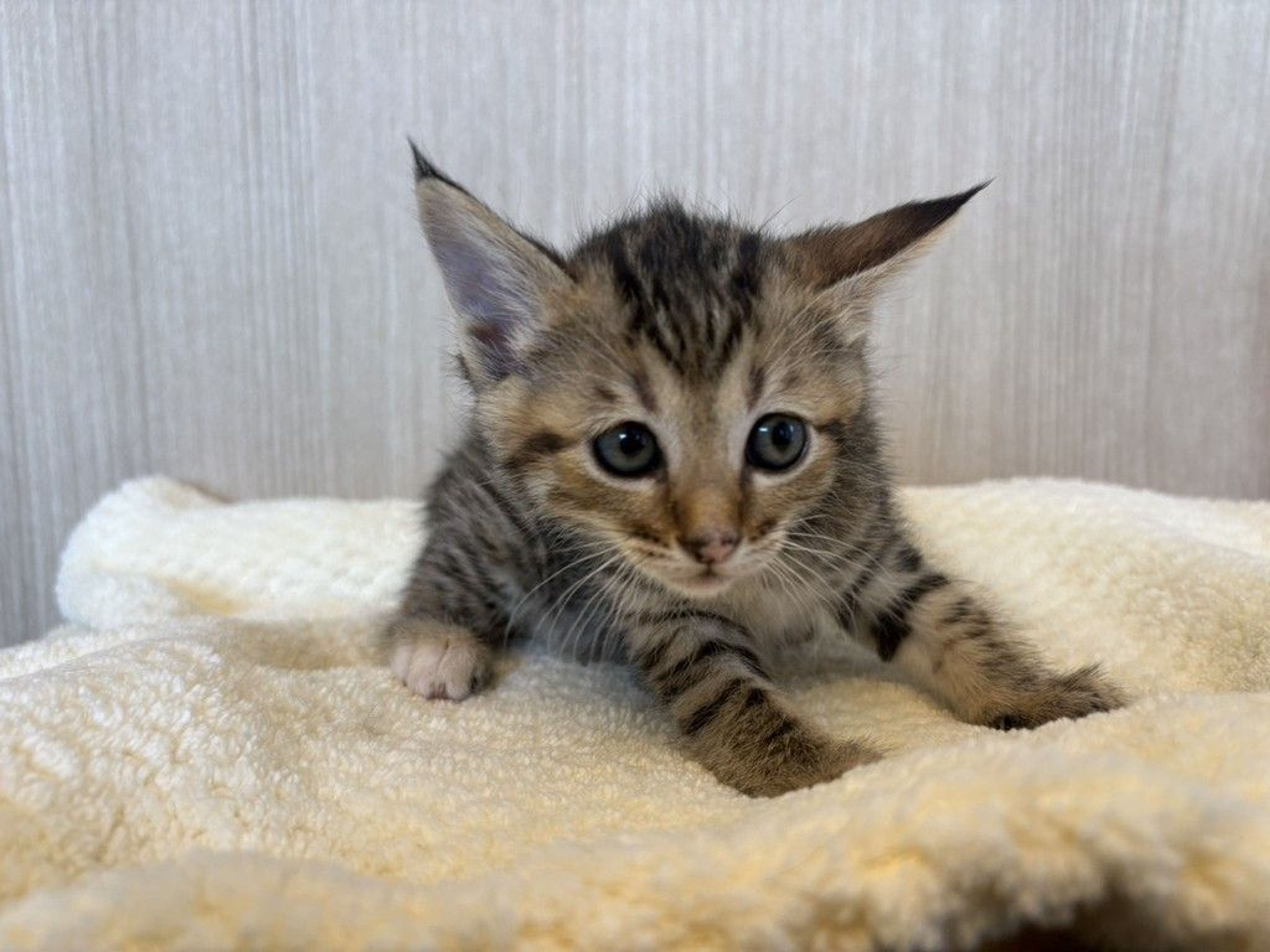 雑種（ミックス猫）・メスの里親募集の写真