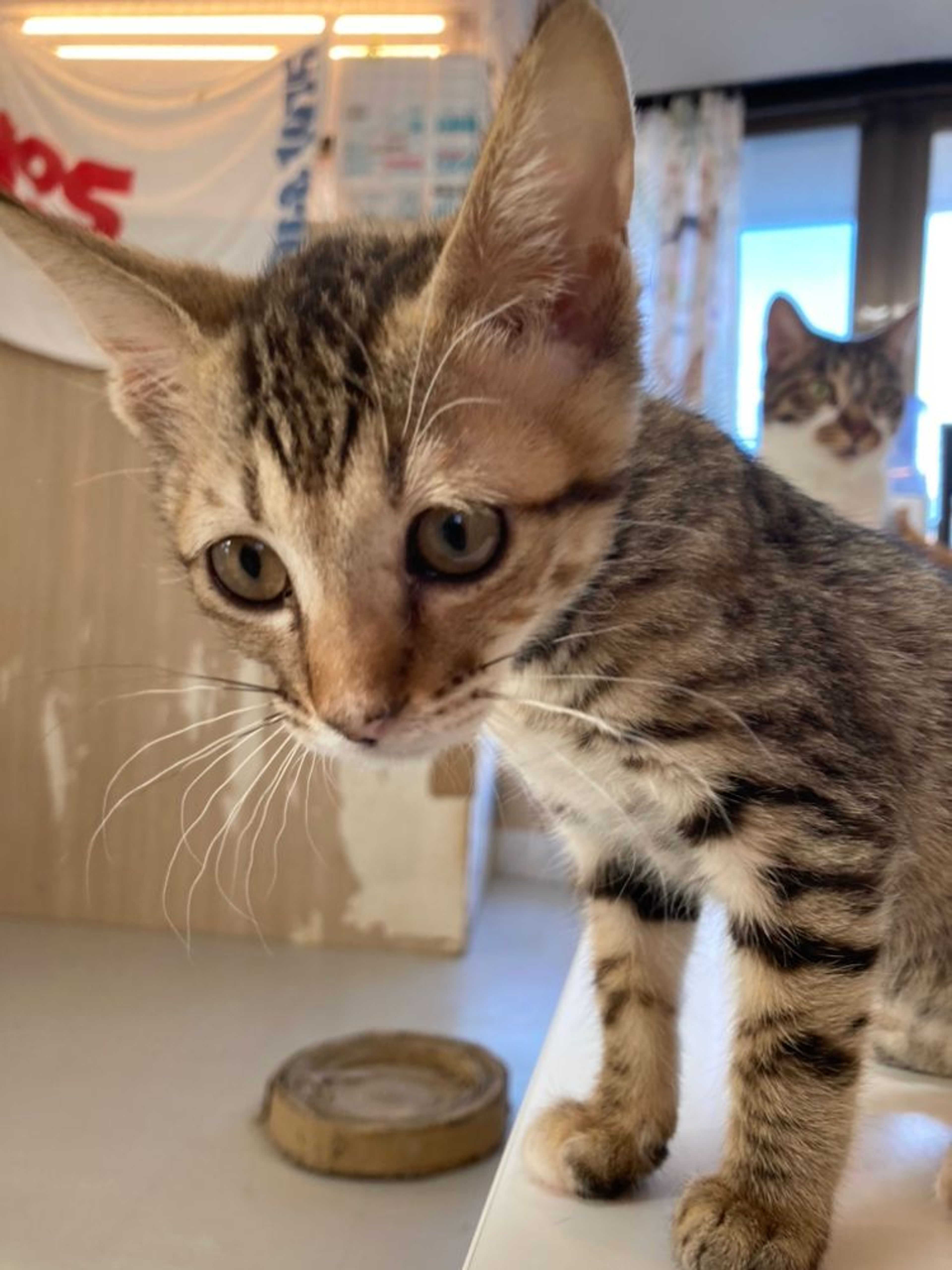雑種（ミックス猫）・メスの里親募集の写真