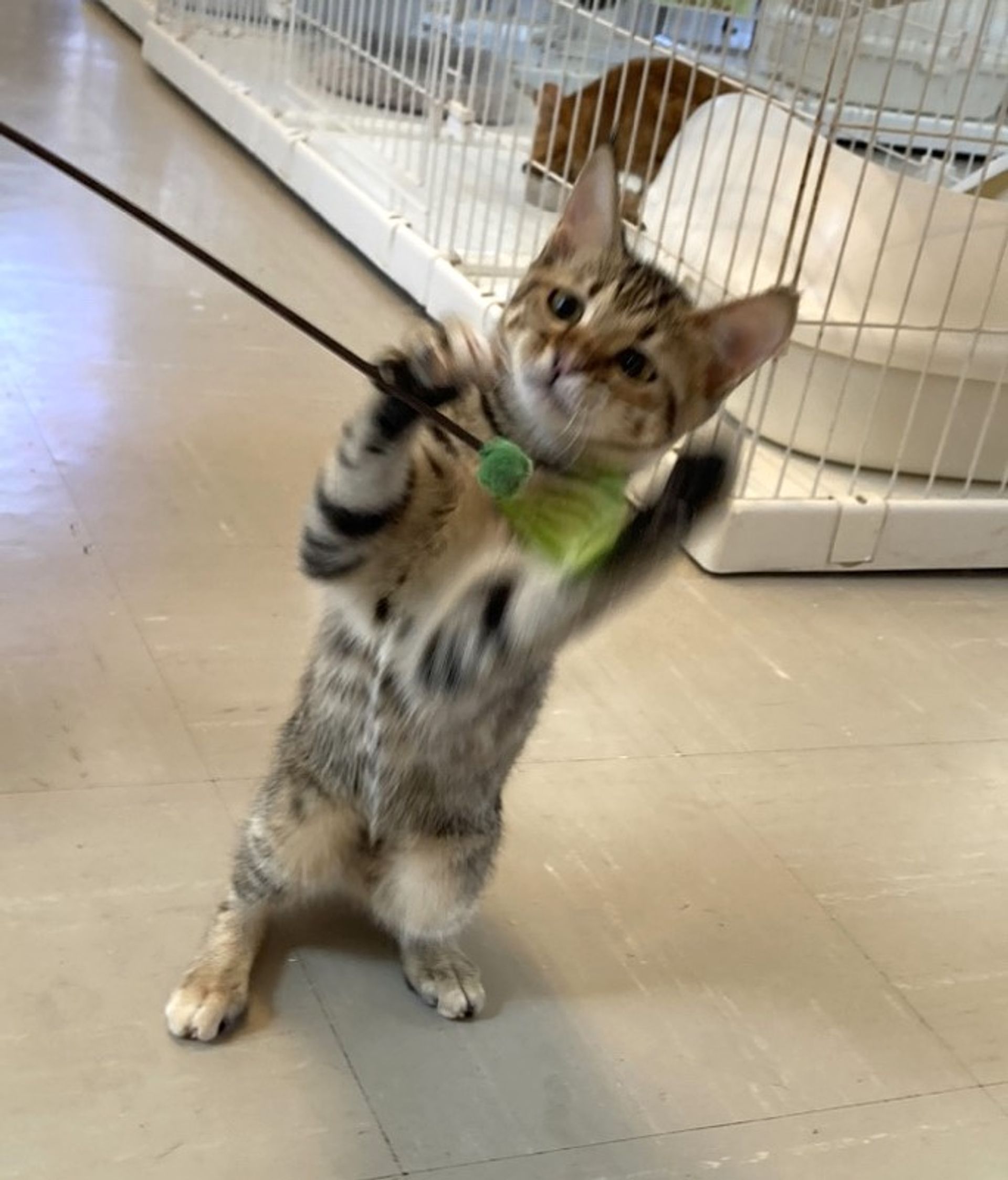 雑種（ミックス猫）・メスの里親募集の写真