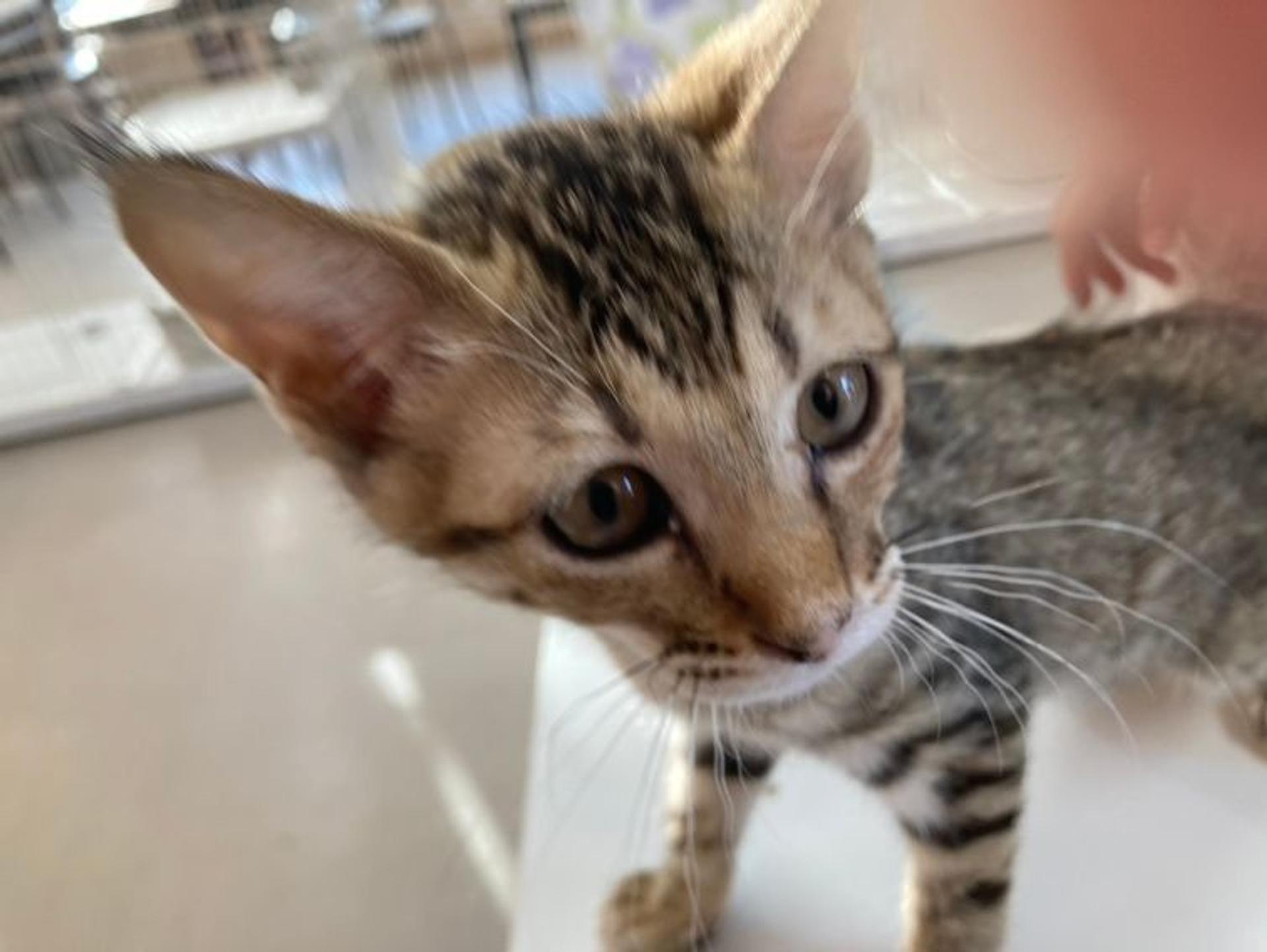 pet-image-3