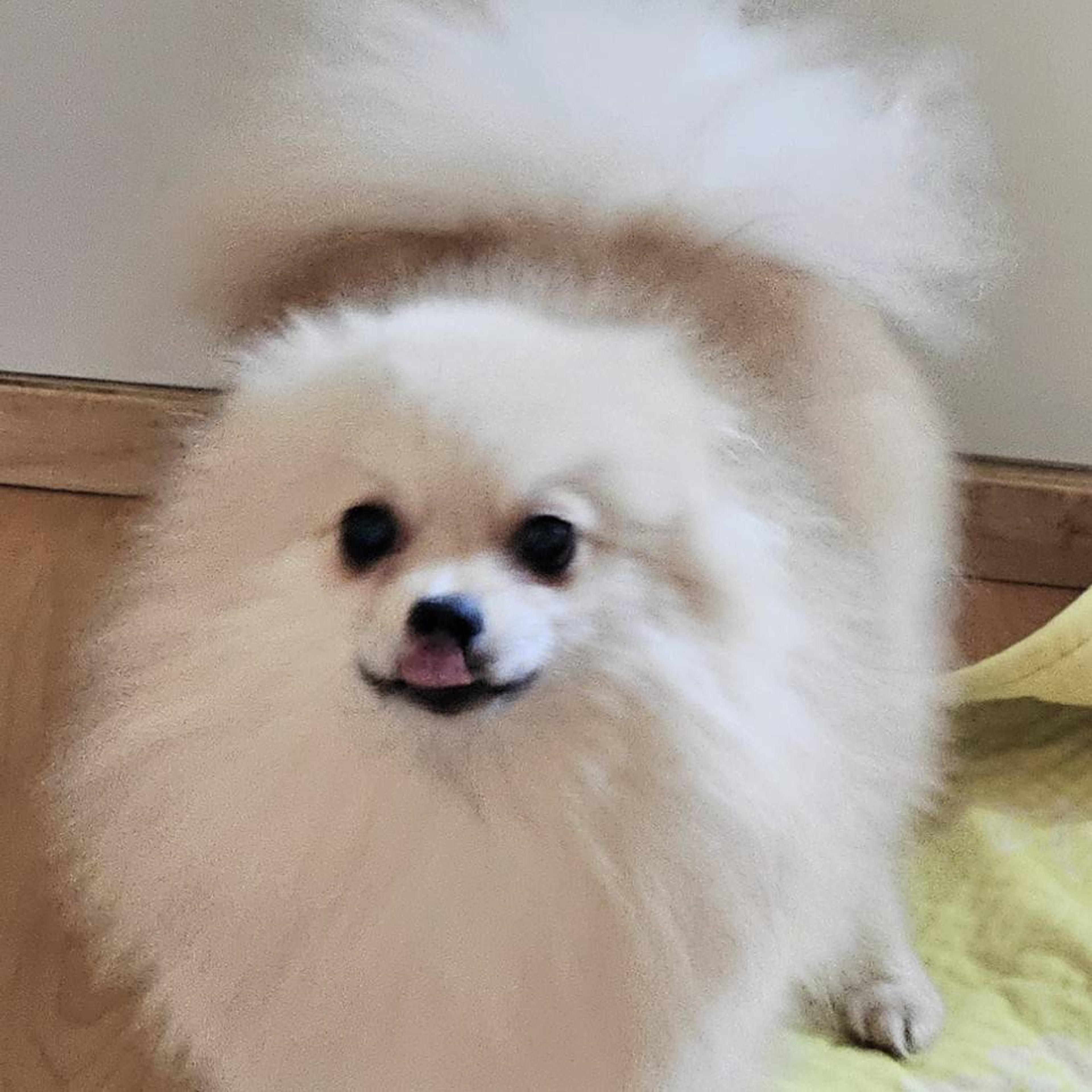 pet-image-2